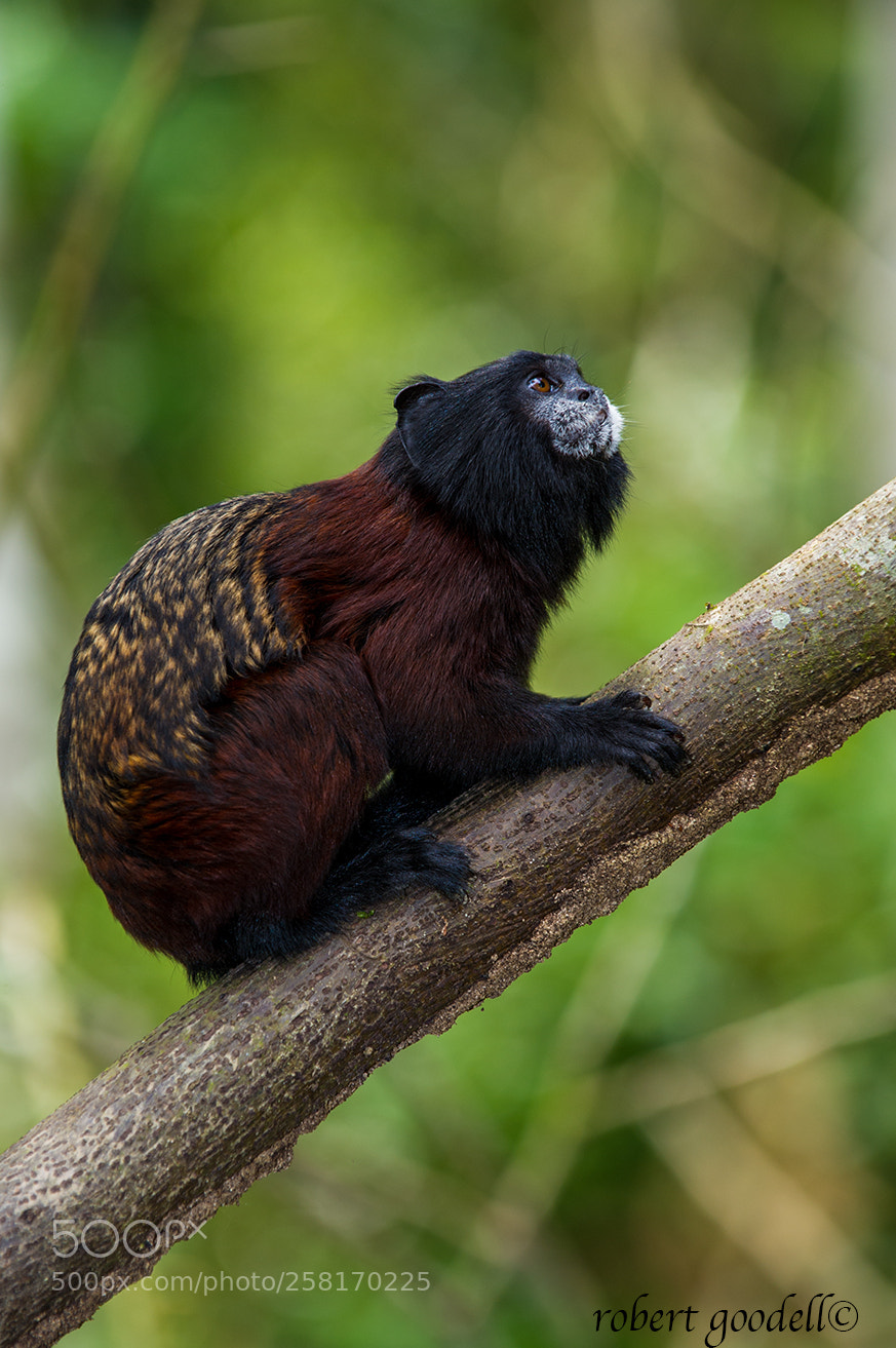 Nikon D3S sample photo. Saddle-backed tamarin photography