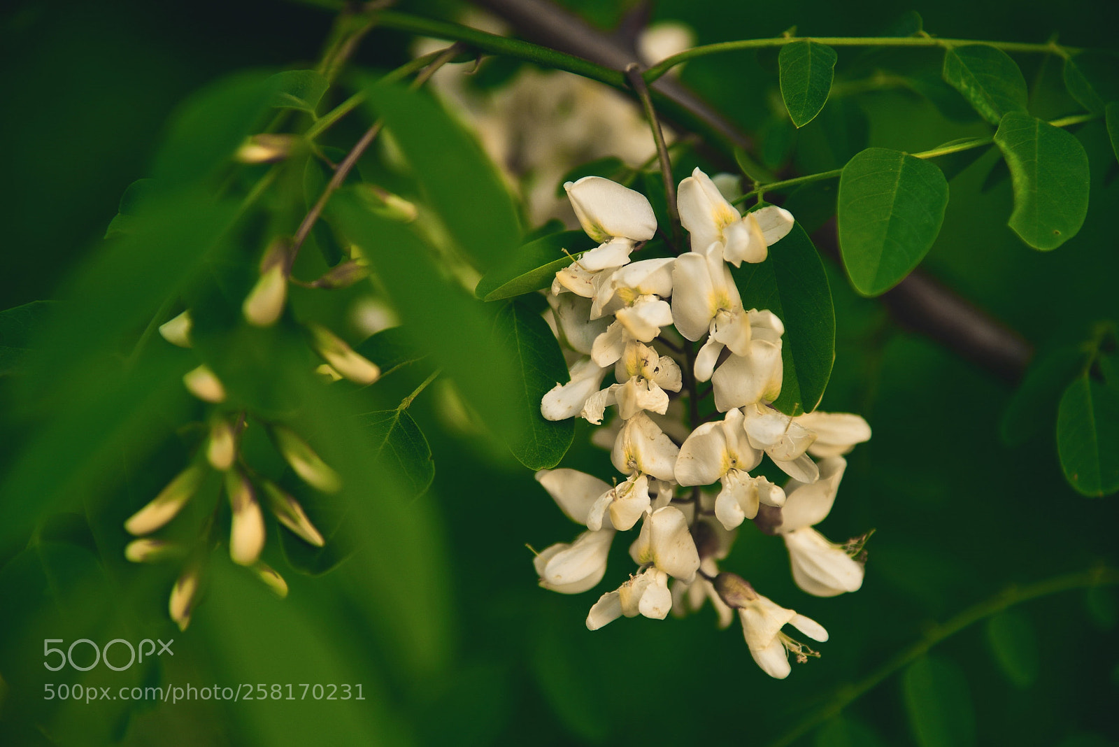 Nikon D750 sample photo. Macro shot of yellow photography