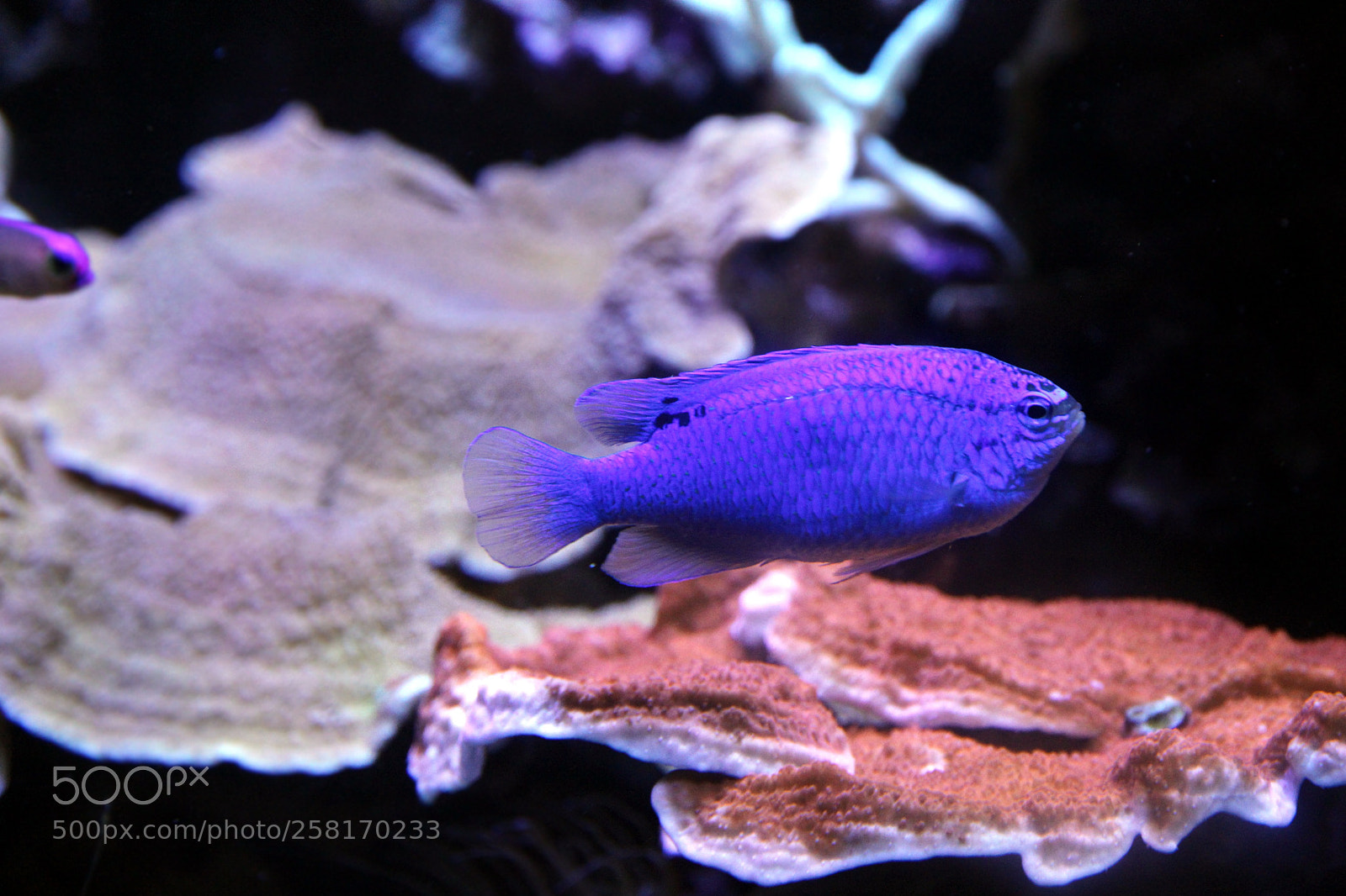 Canon EOS 650D (EOS Rebel T4i / EOS Kiss X6i) sample photo. View of purple fish. photography