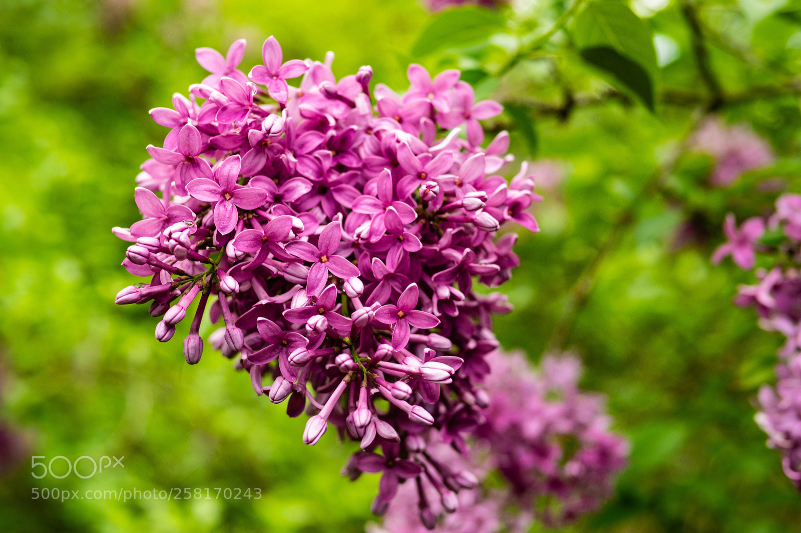 Panasonic Lumix DC-G9 sample photo. Macro shot of pink photography