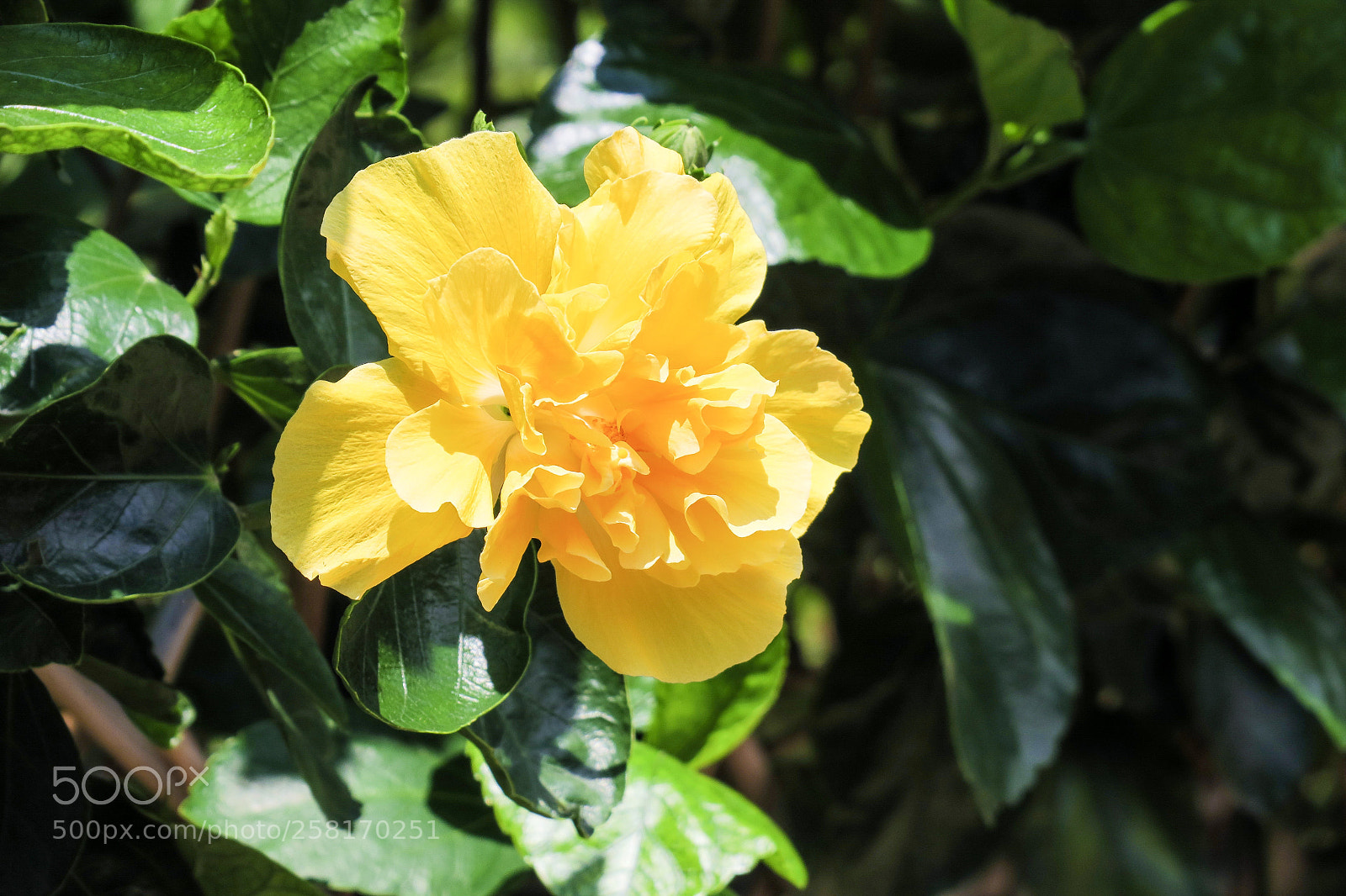 Canon PowerShot G3 X sample photo. Macro shot of yellow photography