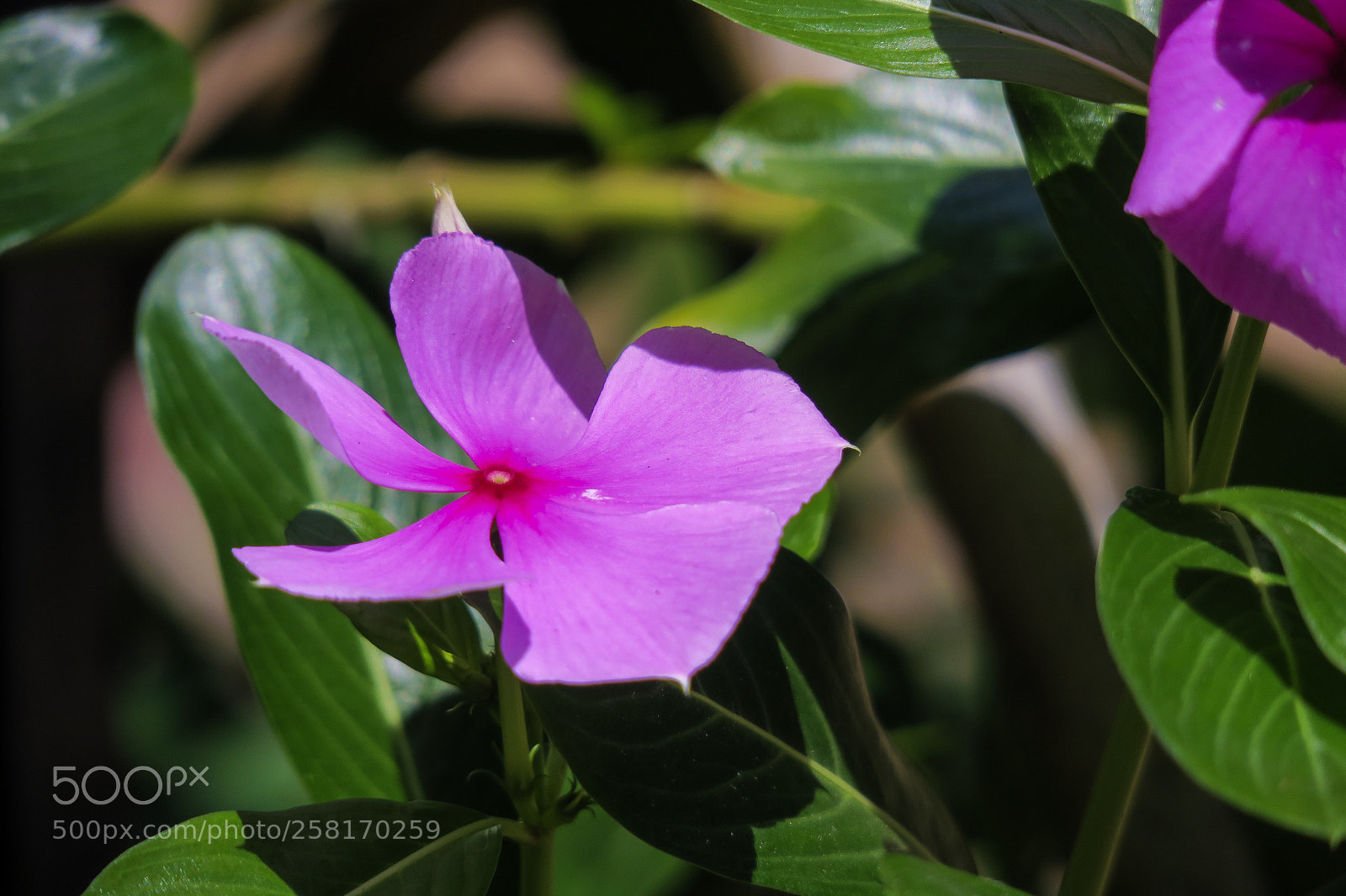 Canon PowerShot G3 X sample photo. Macro shot of purple photography