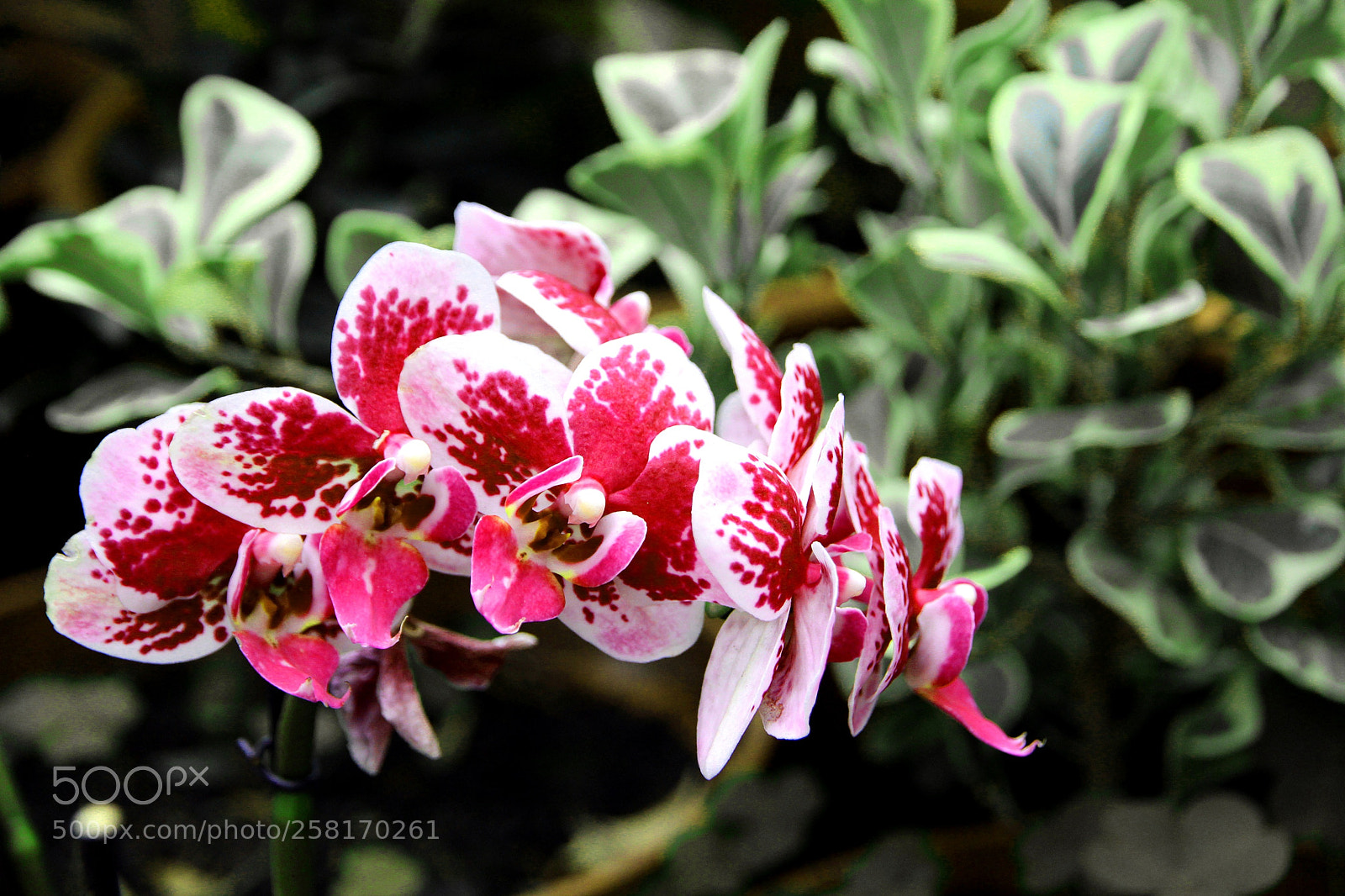 Canon EOS 650D (EOS Rebel T4i / EOS Kiss X6i) sample photo. Macro shot of pink photography