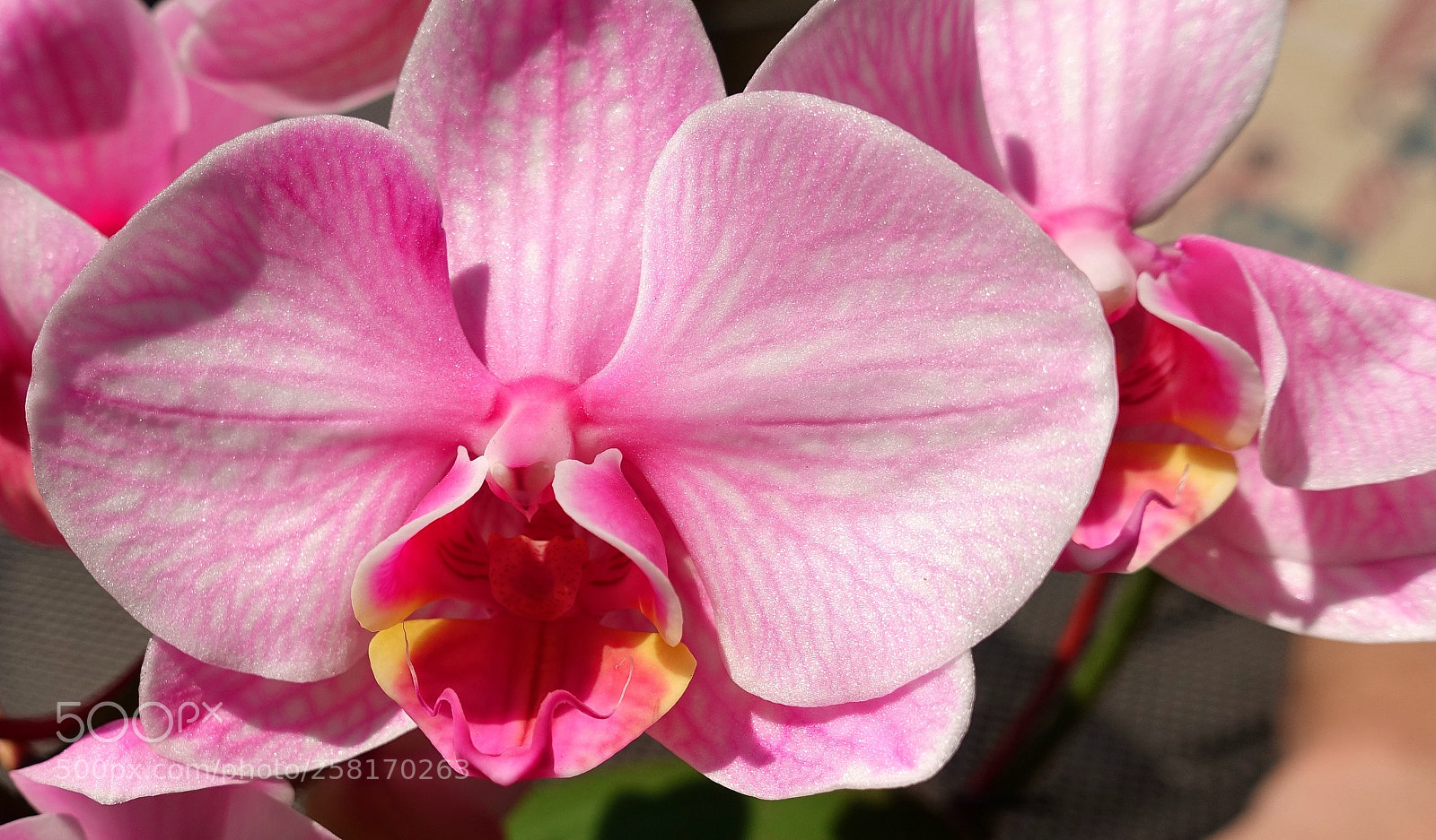 Sony DSC-RX100M5 sample photo. Macro shot of pink photography