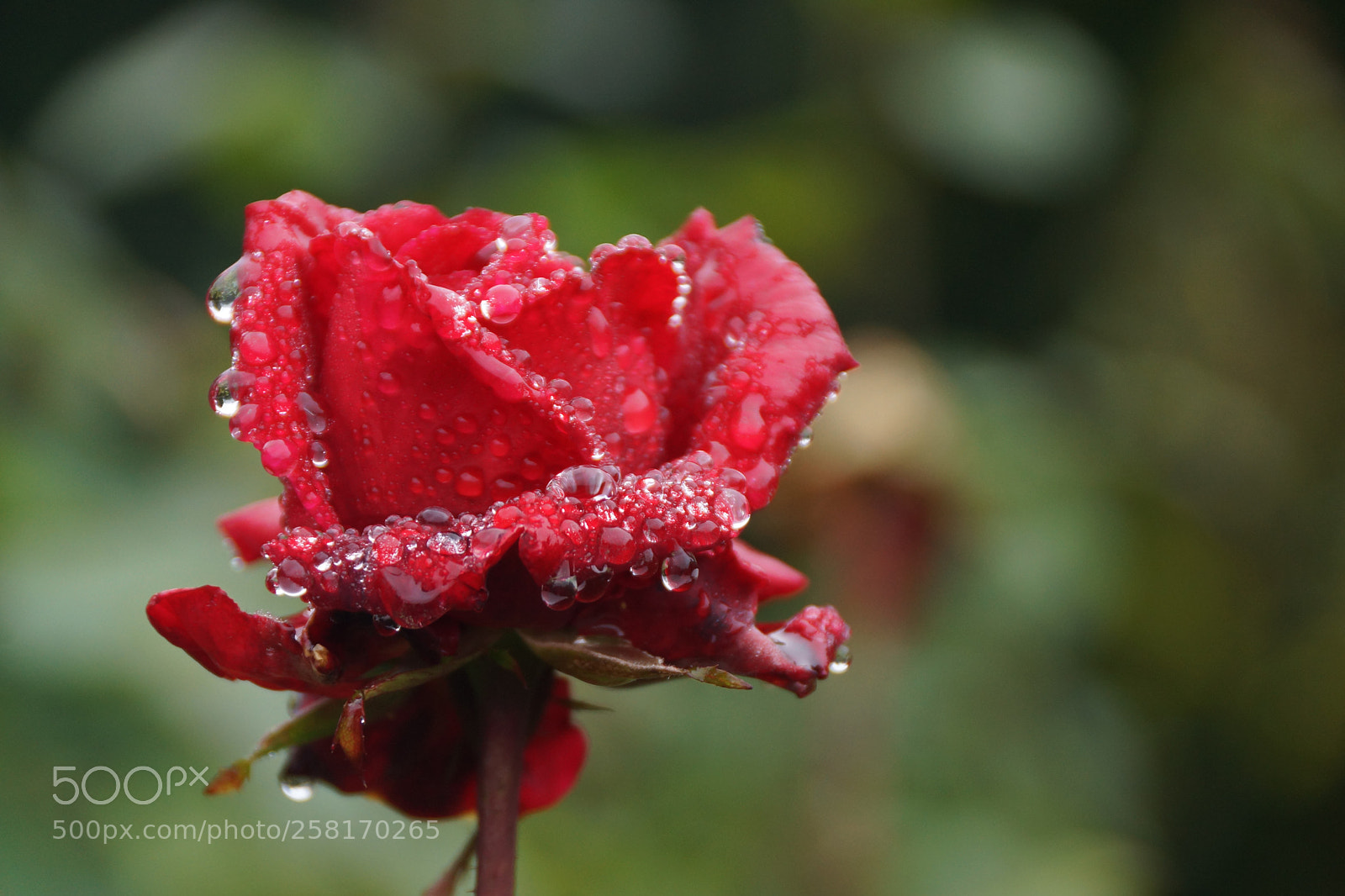 Sony SLT-A77 sample photo. Macro shot red rose. photography