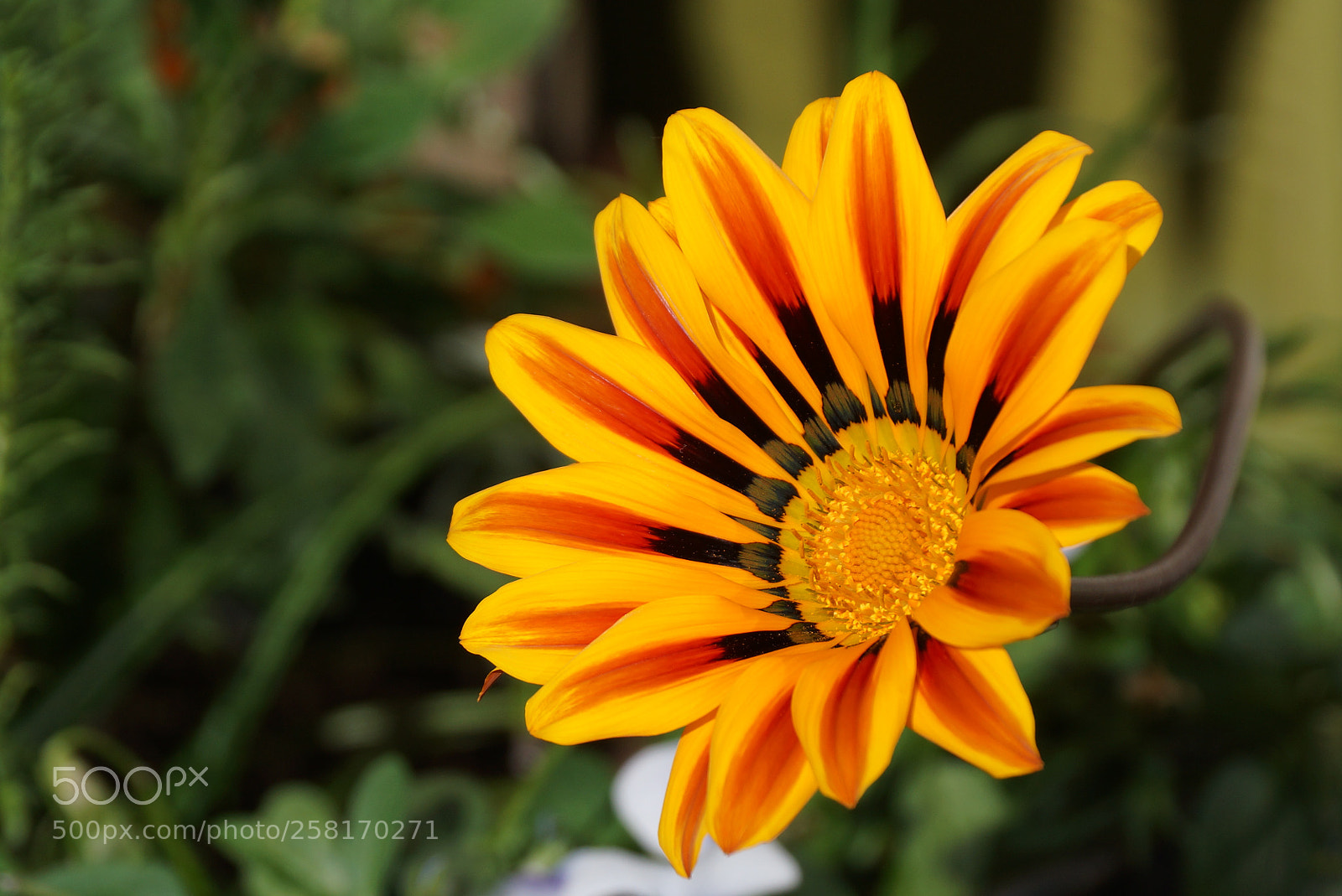 Sony SLT-A77 sample photo. Macro shot of orange photography