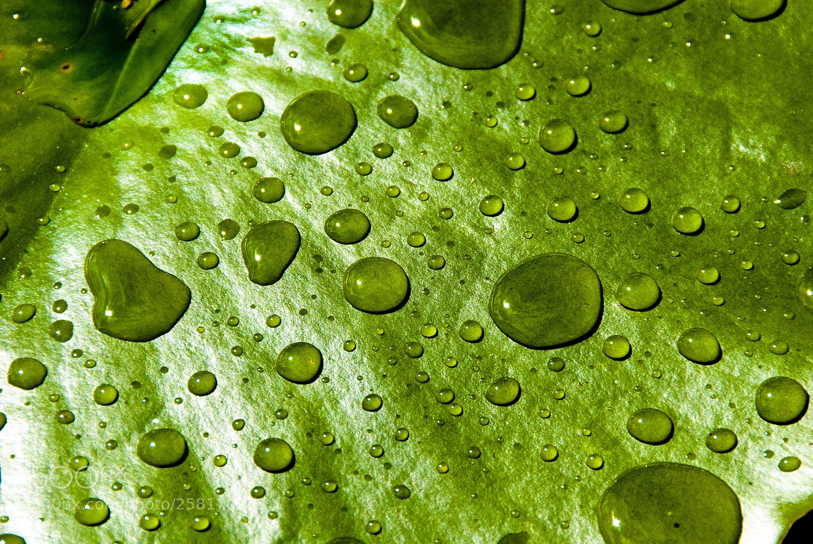Nikon D200 sample photo. Macro shot of green photography
