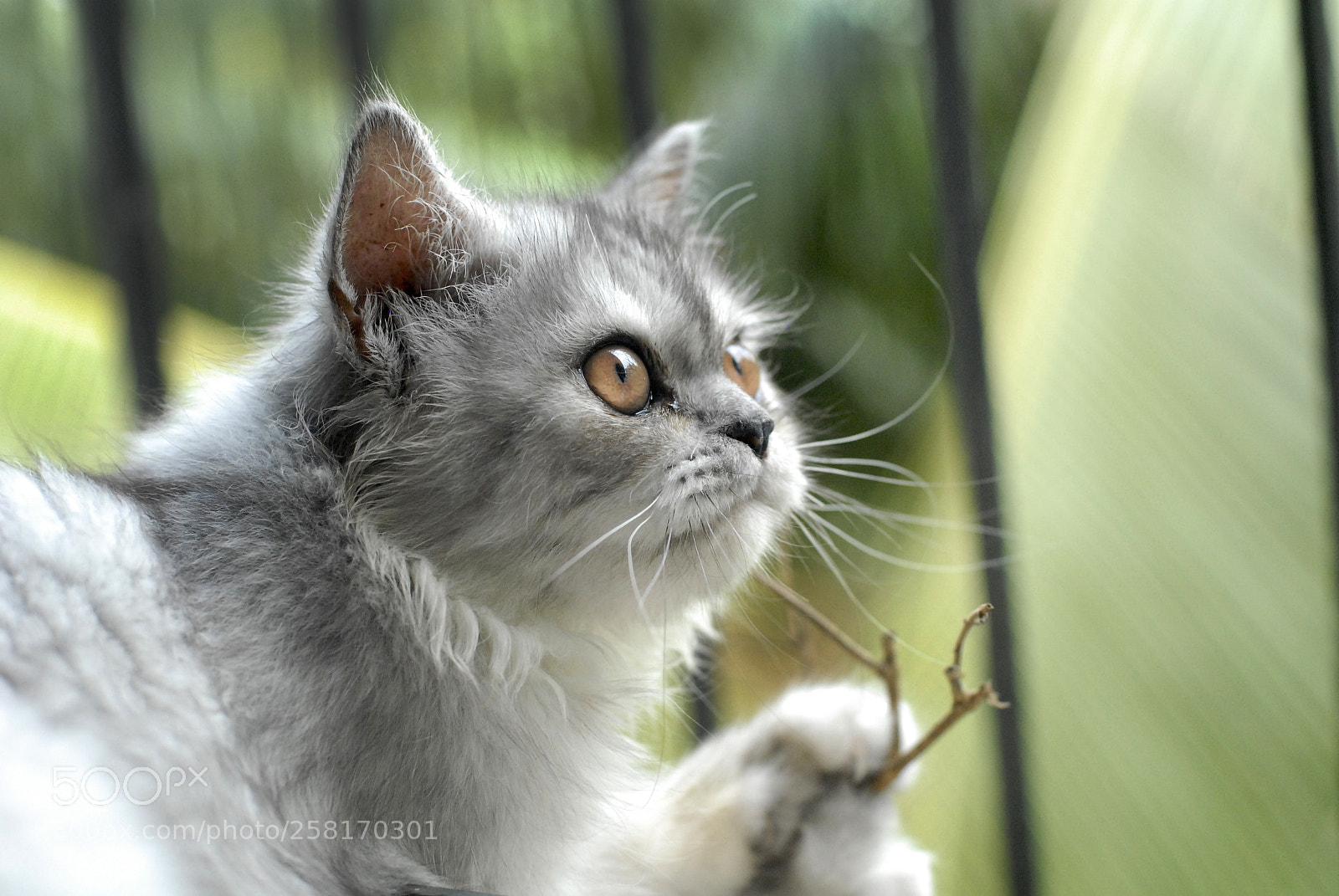Nikon D200 sample photo. Bird watching photography