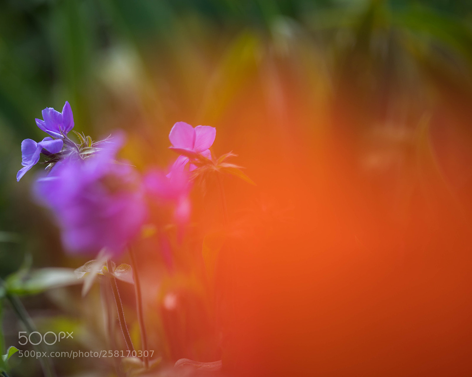 Canon EOS 5D Mark IV sample photo. 0511 photography