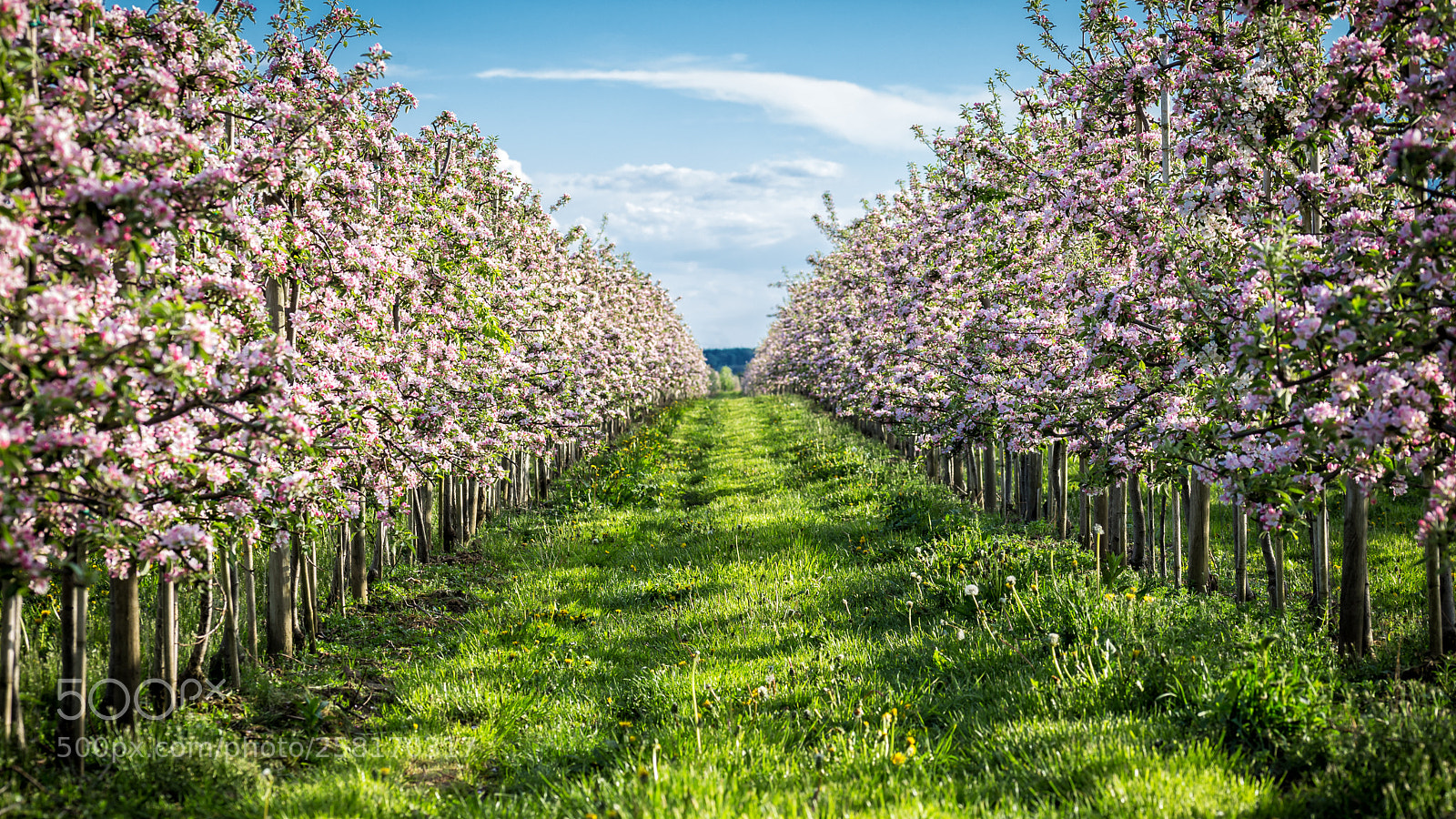 Canon EOS 6D sample photo. Apple blossom time photography
