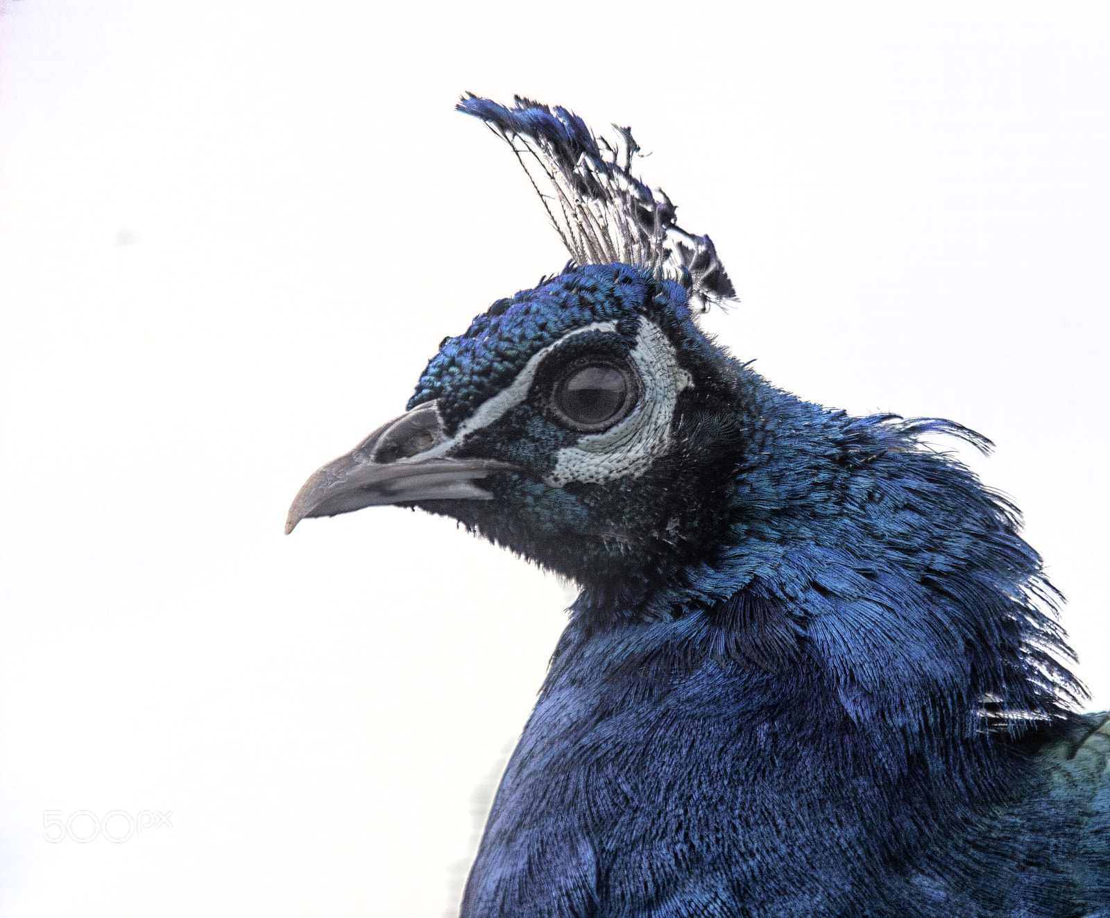 Canon EOS 600D (Rebel EOS T3i / EOS Kiss X5) sample photo. Peacock head photography