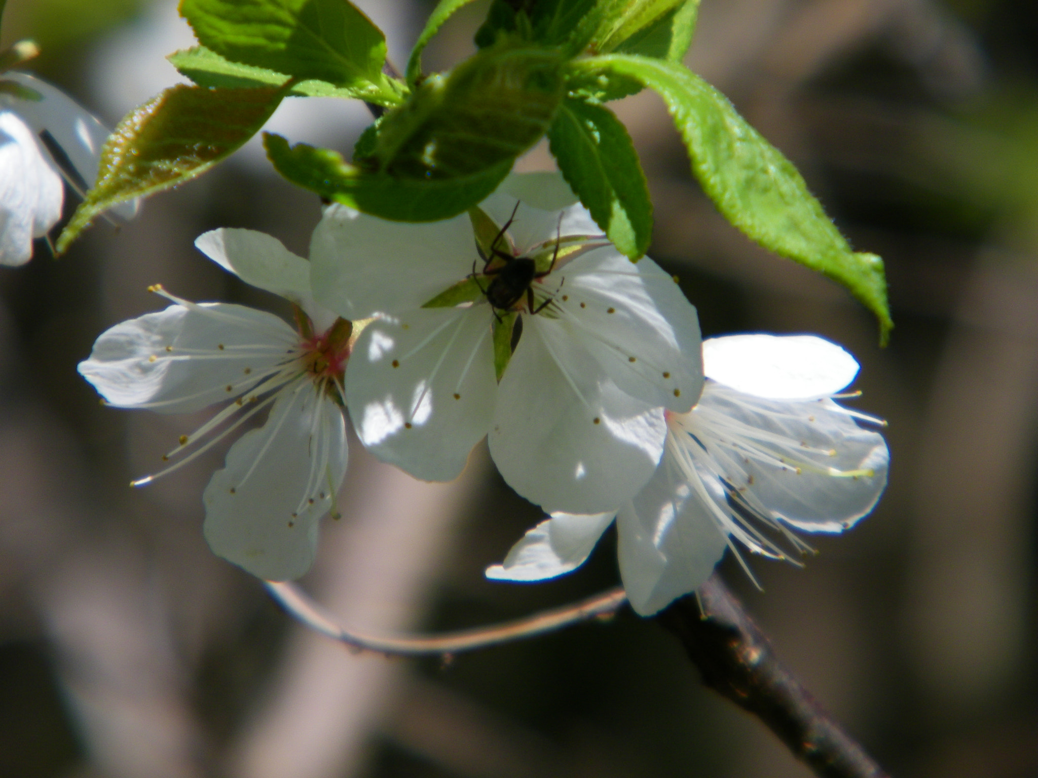 Kodak EASYSHARE Z1015 IS DIGITAL CAMERA sample photo. Blooming tree photography