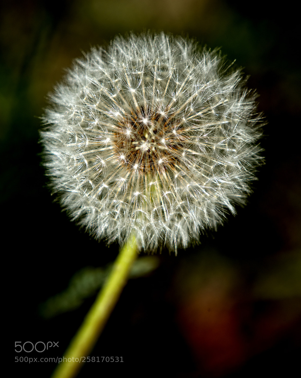 Nikon D810 sample photo. Goneto seed already photography