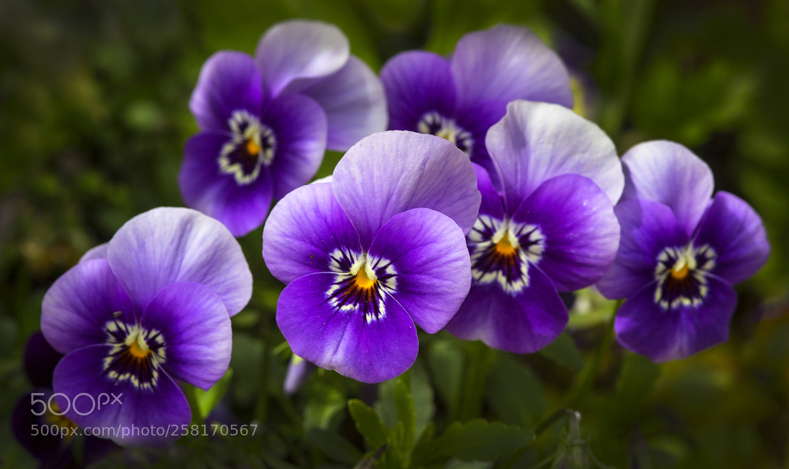 Canon EOS 600D (Rebel EOS T3i / EOS Kiss X5) sample photo. Viola photography