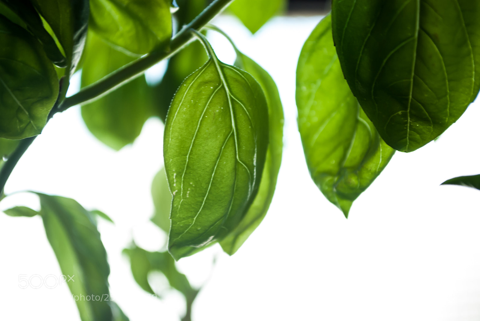 Nikon D80 sample photo. Hoja de albahaca photography