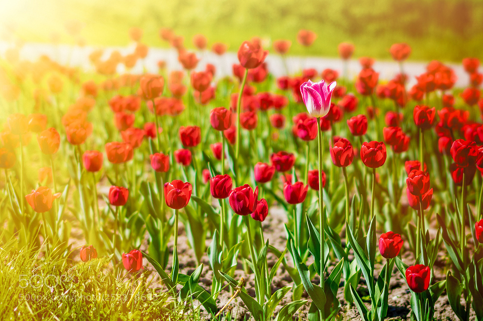 Nikon D5300 sample photo. Wonderful tulips in sunlight photography