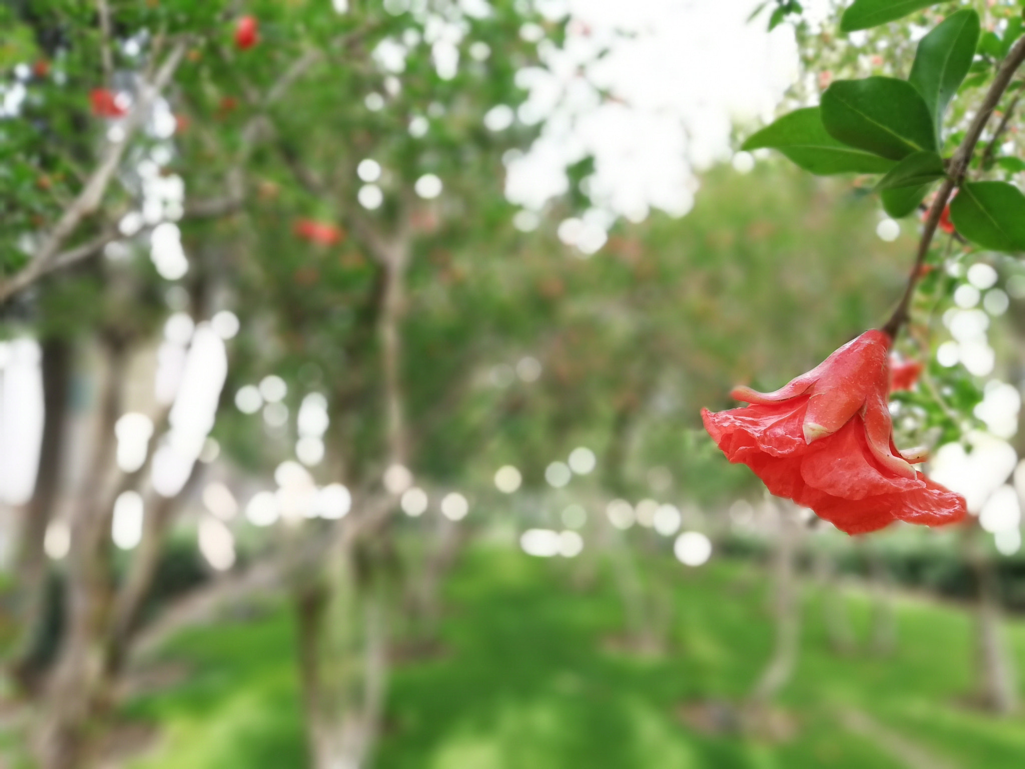 HUAWEI Mate 10 Lite sample photo. شکوفه درخت انار photography
