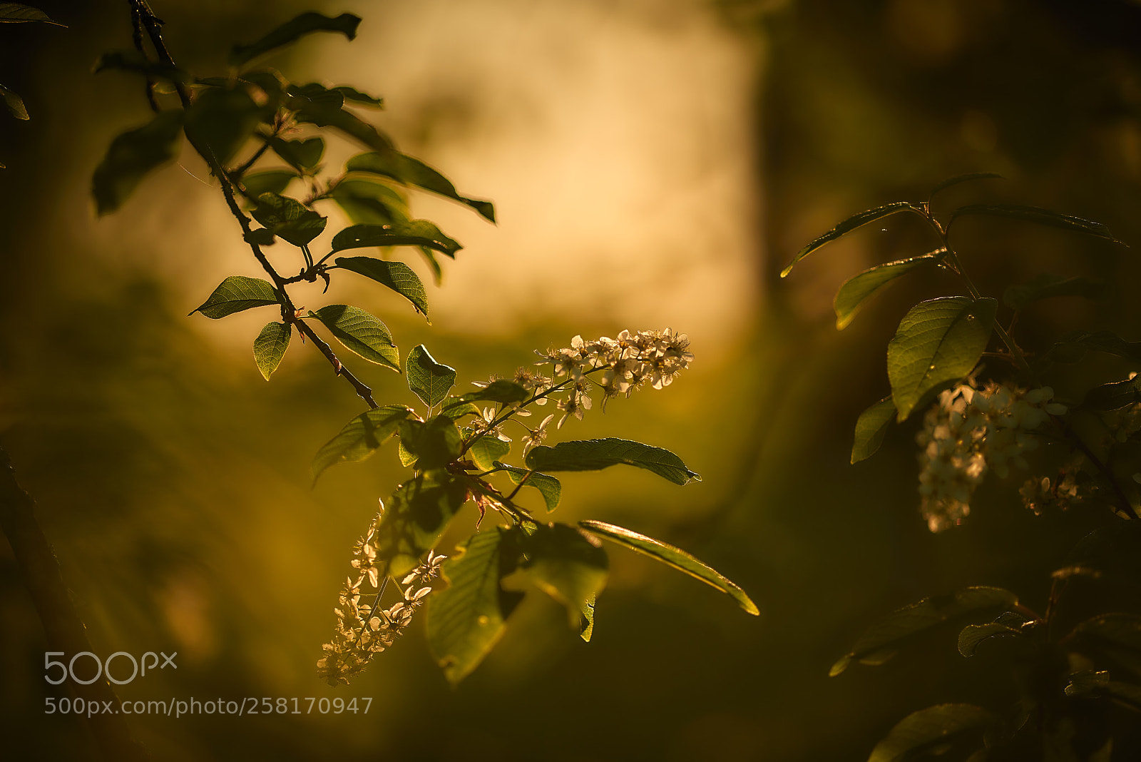 Nikon D800E sample photo. Sunset glow photography