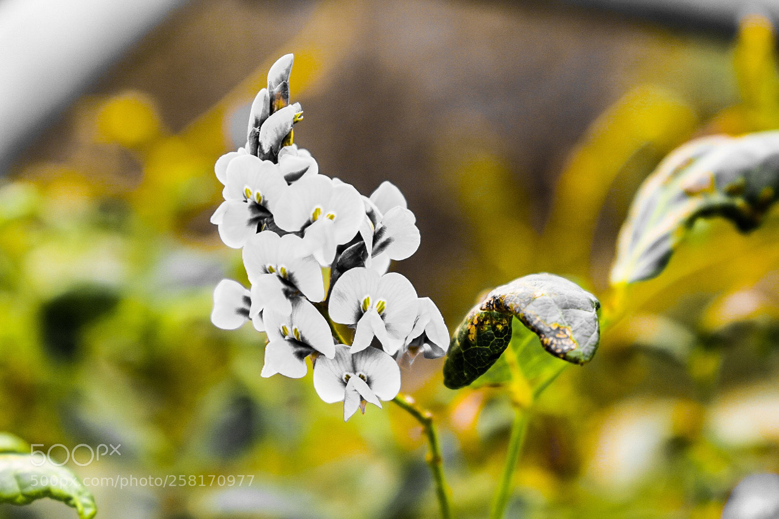 Nikon D3400 sample photo. Yellow photography