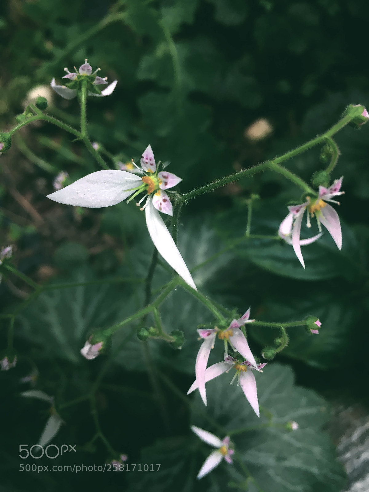 Apple iPhone 6 sample photo. Shot216 photography