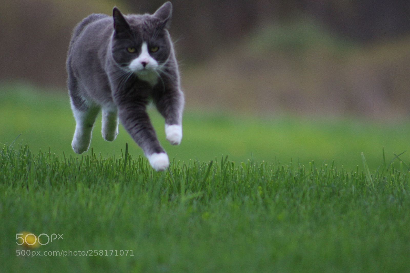 Canon EOS 700D (EOS Rebel T5i / EOS Kiss X7i) sample photo. Frolicking little hunny  photography
