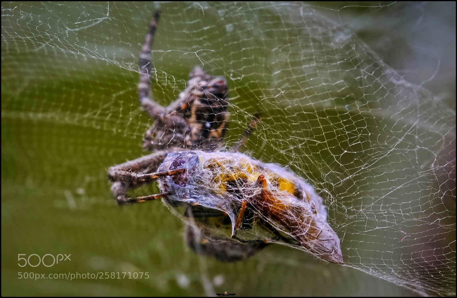 Canon EOS 40D sample photo. Death in the network photography