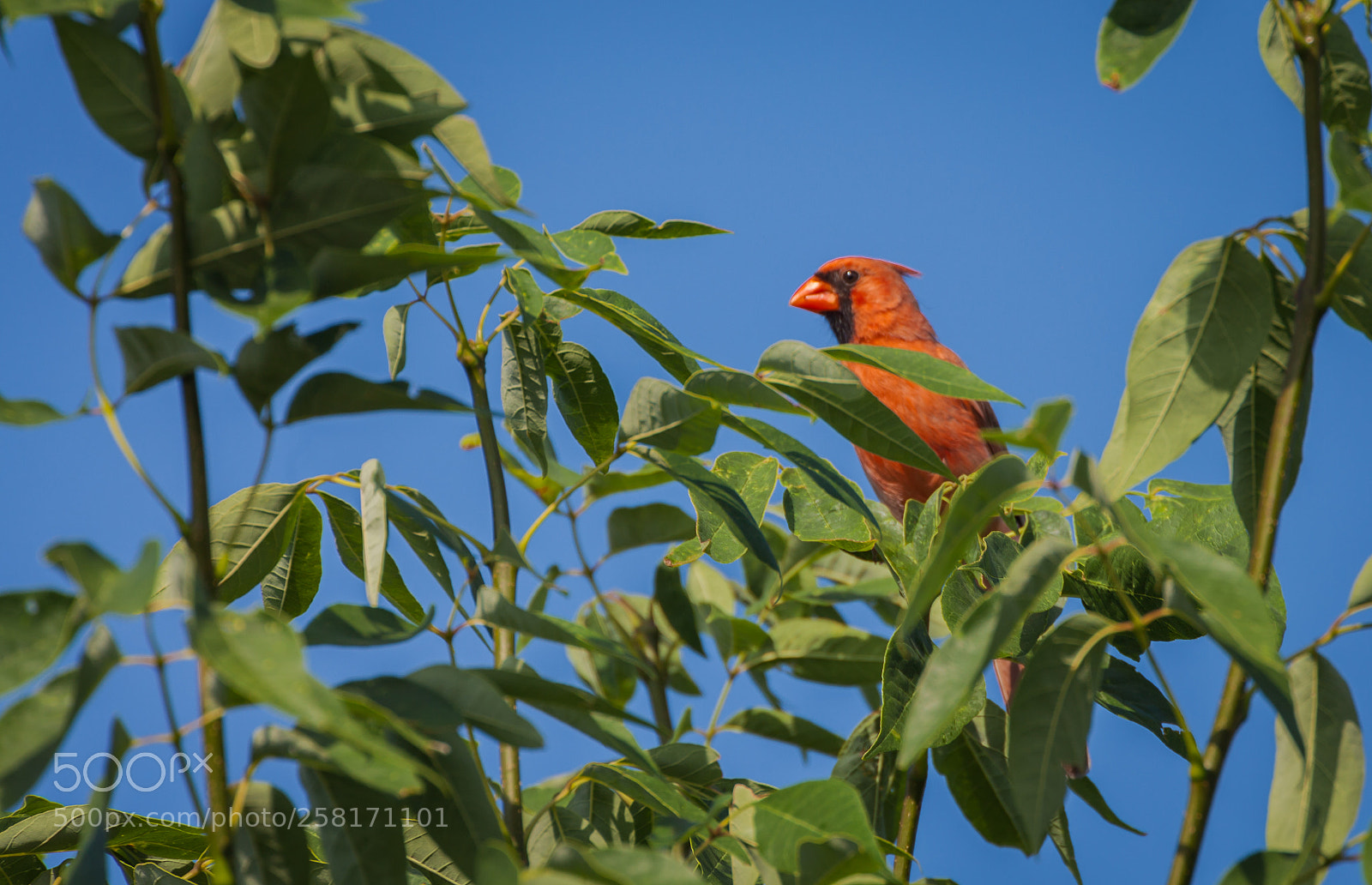 Canon EOS 5D Mark II sample photo. Treetop cardinal photography