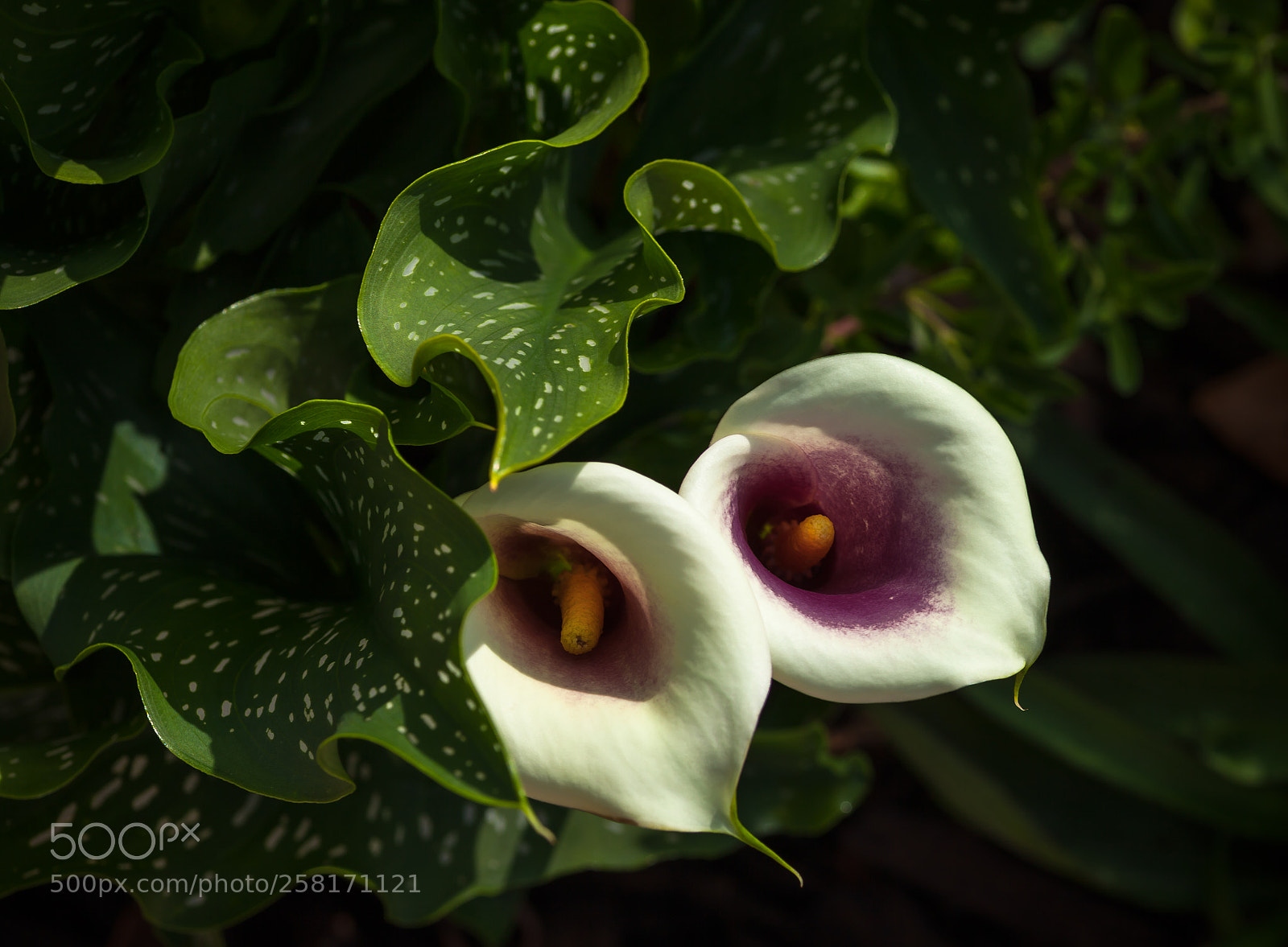 Canon EOS 5D Mark II sample photo. Out of the dark photography