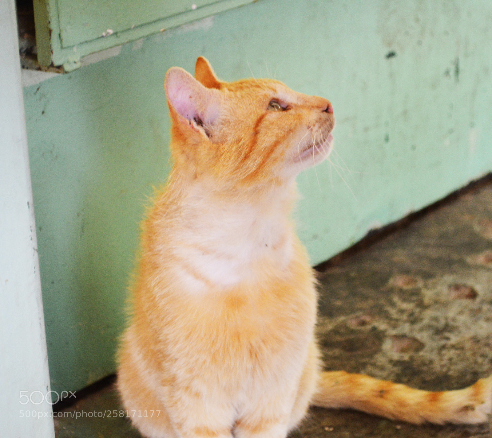 Nikon D3200 sample photo. Greek kitty photography