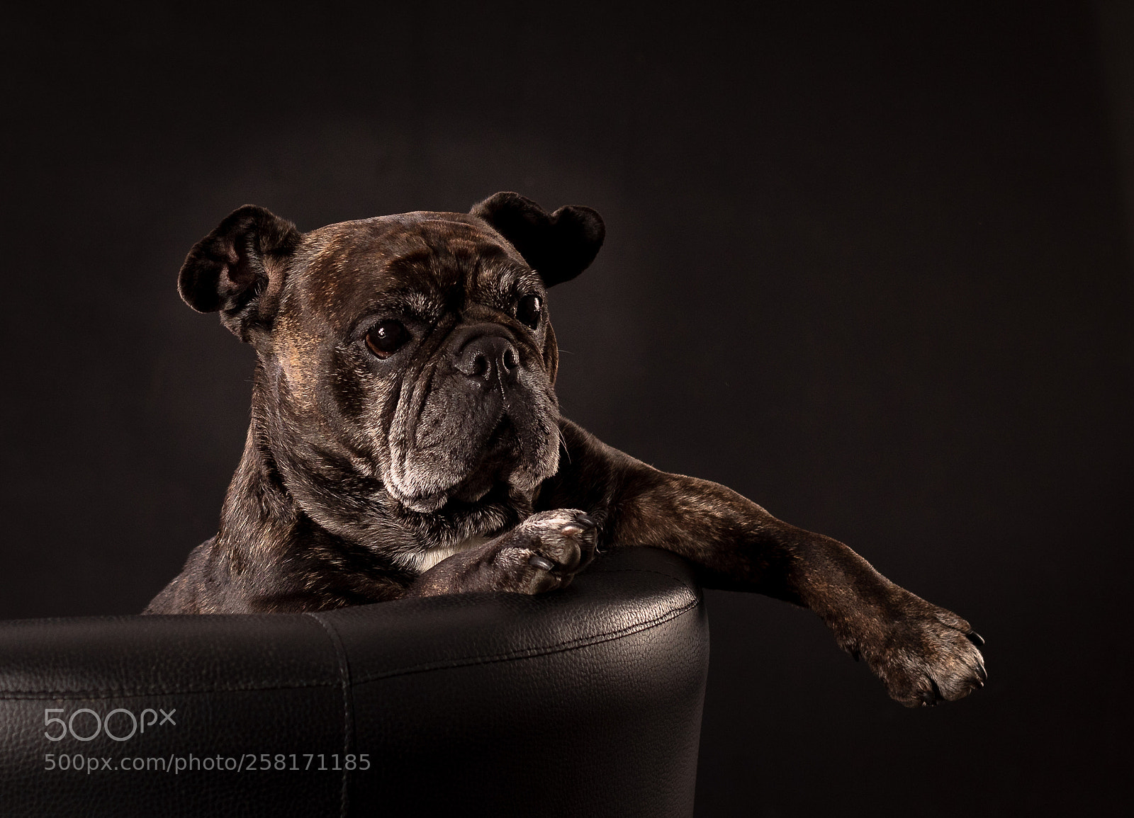 Canon EOS 5D Mark IV sample photo. Holly photography