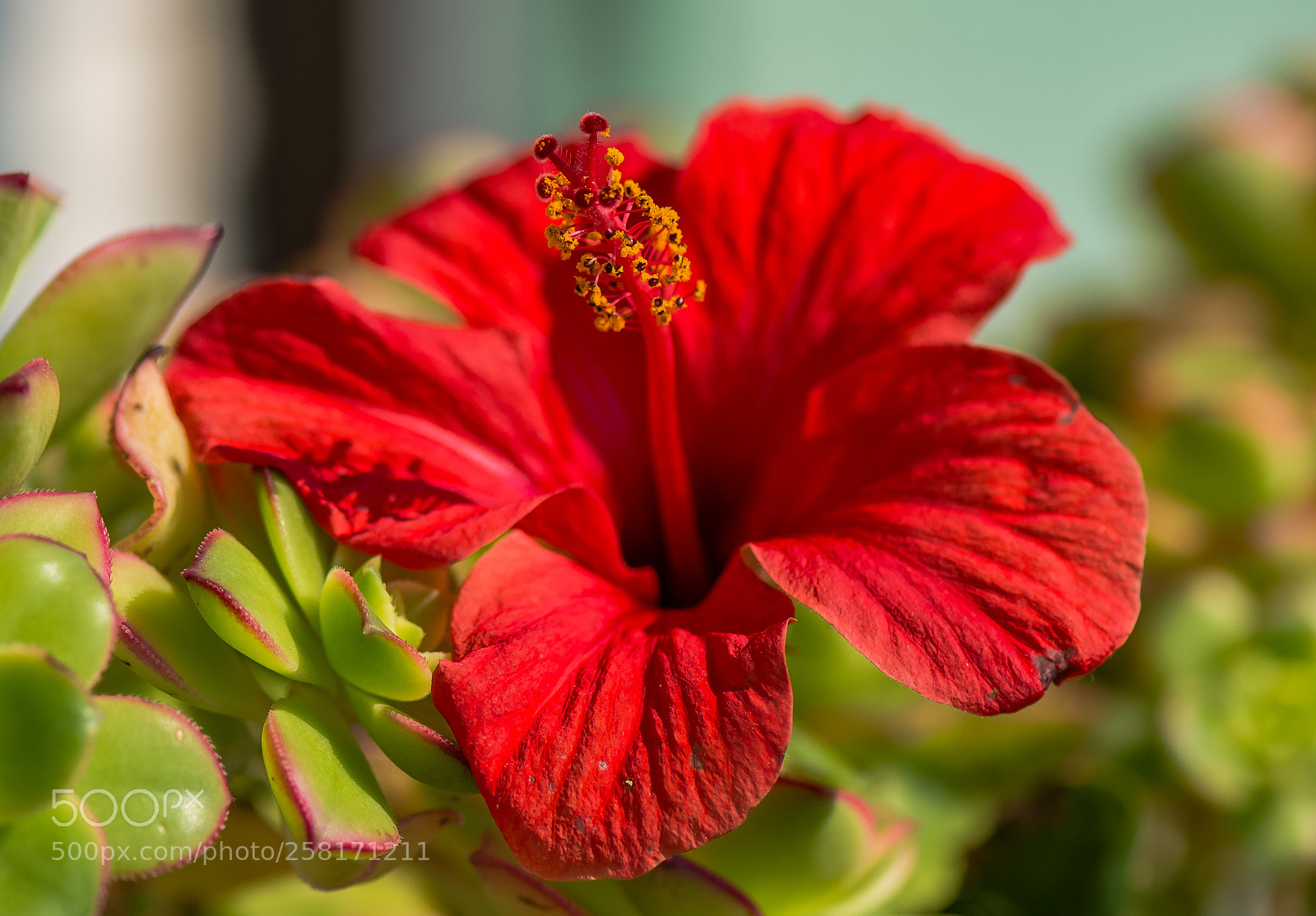 Nikon D610 sample photo. Primavera photography