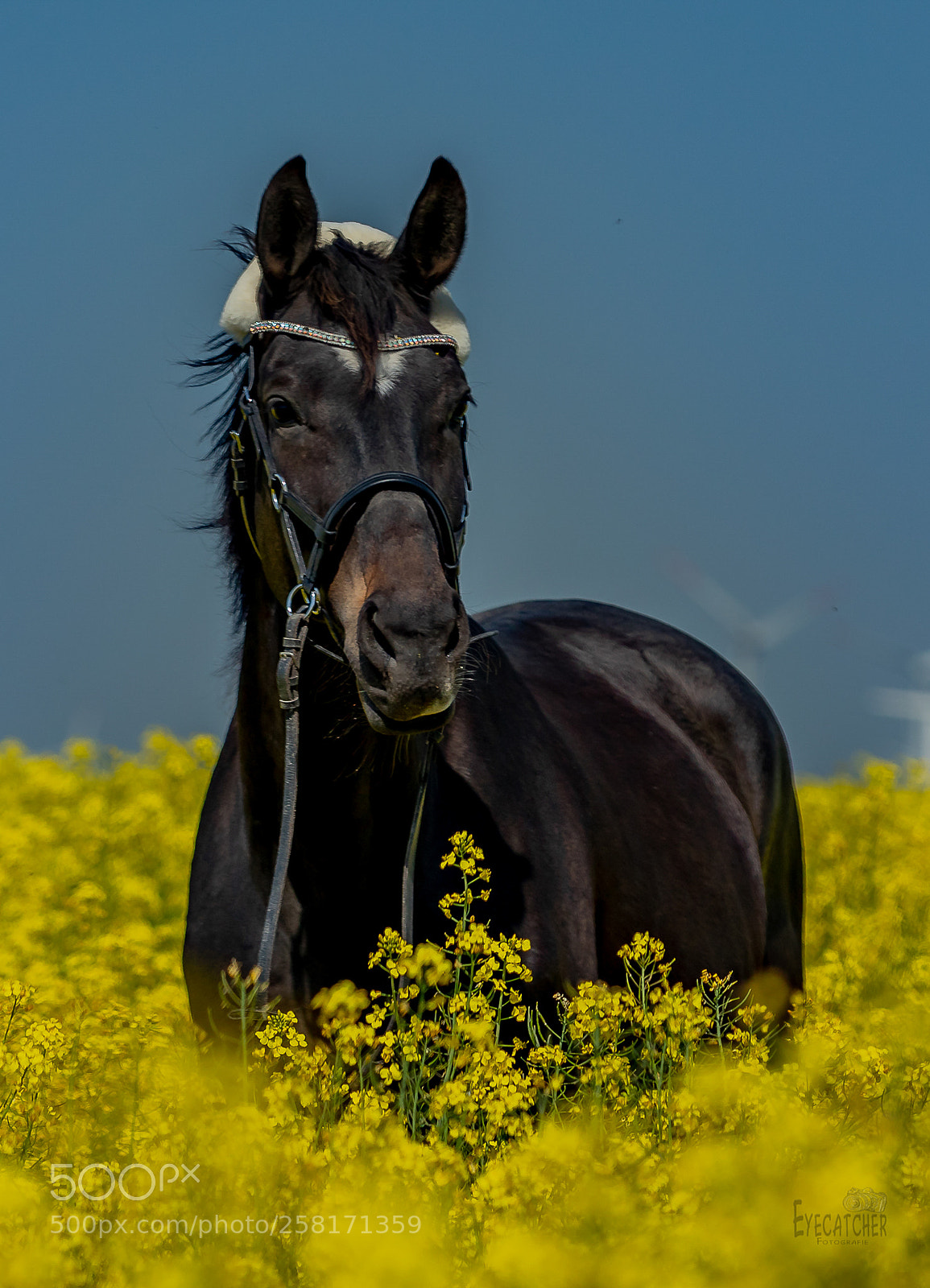 Canon EOS 5D Mark IV sample photo. Pferde im raps photography
