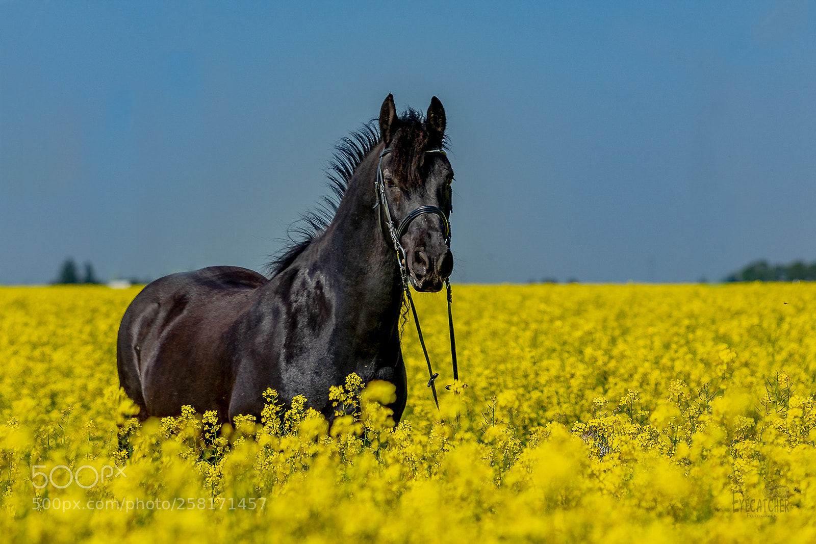 Canon EOS 5D Mark IV sample photo. Pferde im raps photography