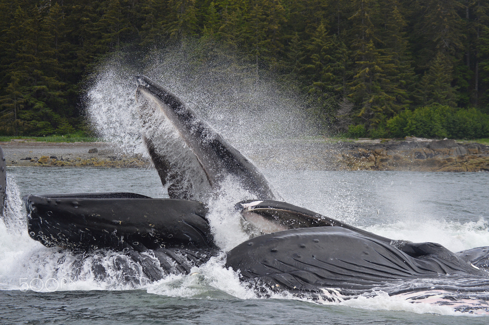 Nikon AF-S DX Nikkor 55-200mm F4-5.6G ED sample photo. Bubble-net feeding humpback whales, alaska photography