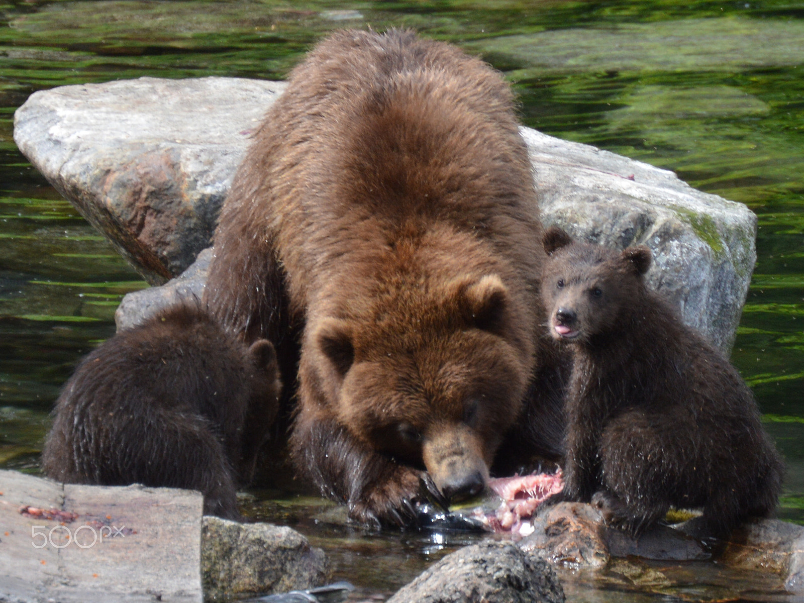 Nikon AF-S DX Nikkor 55-200mm F4-5.6G ED sample photo. Feeding mother and cubs, brown bear, alaska photography