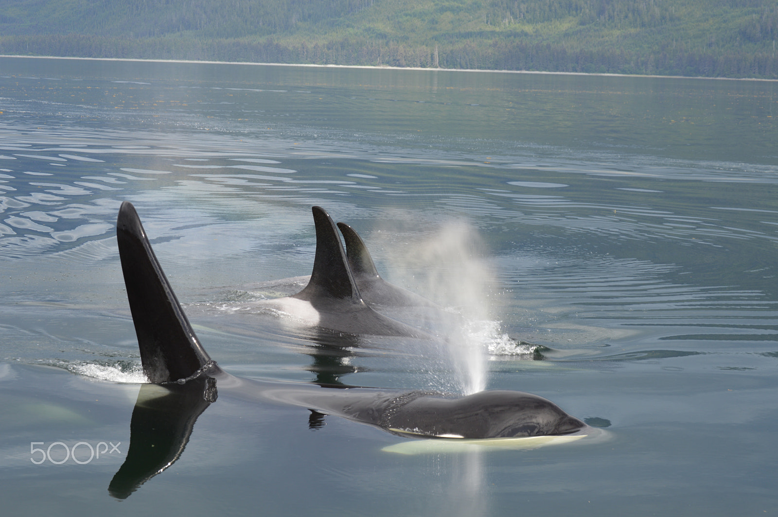 Nikon D3200 sample photo. Orca pod, peril straight, alaska photography