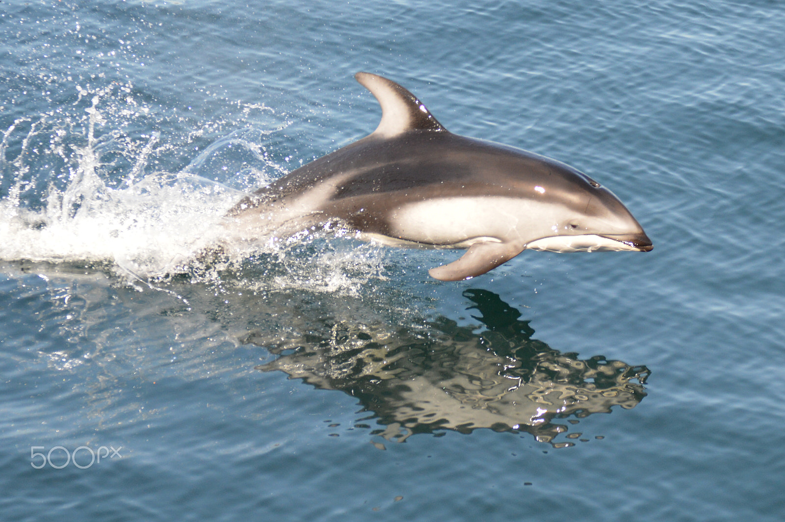 Nikon AF-S DX Nikkor 55-200mm F4-5.6G ED sample photo. Pacific white-sided dolphin, canada photography