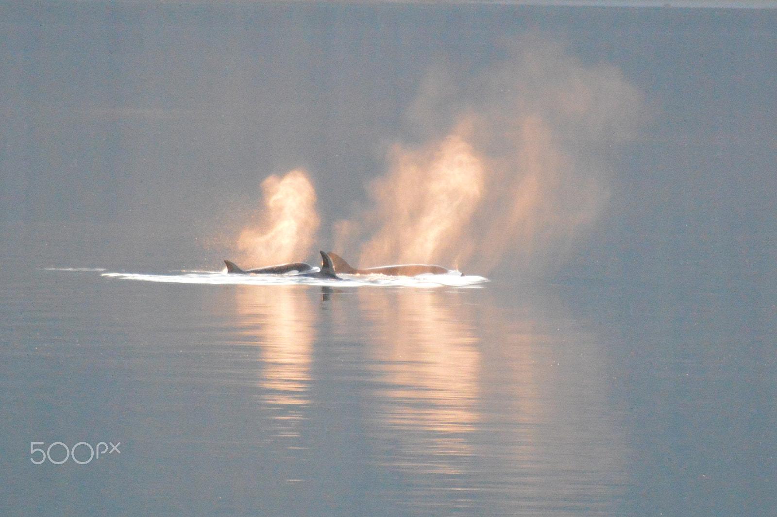 Nikon D3200 sample photo. Reflections of an orca pod photography