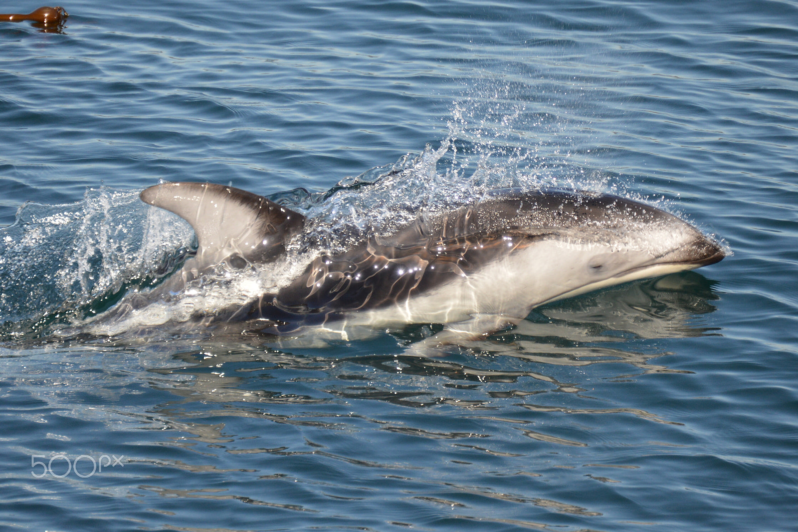 Nikon AF-S DX Nikkor 55-200mm F4-5.6G ED sample photo. Pacific white-sided dolphin, british columbia photography