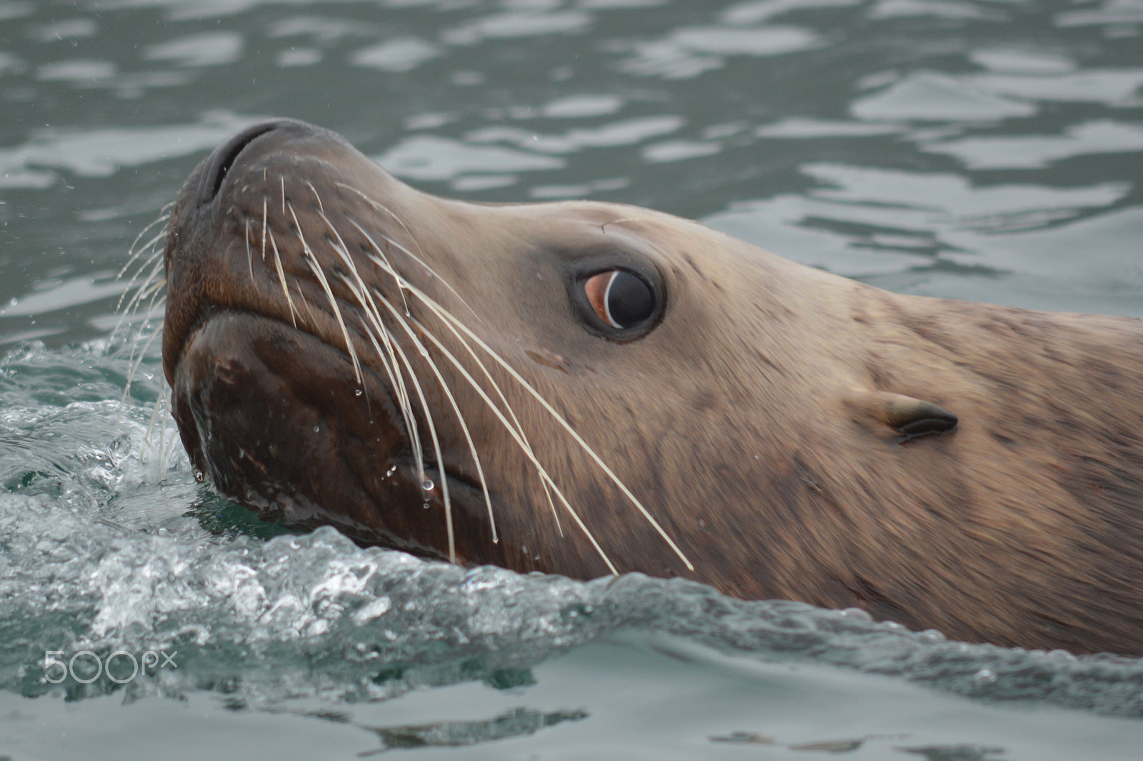 Nikon D3200 sample photo. Close up of a stellar sea lion, alaska photography