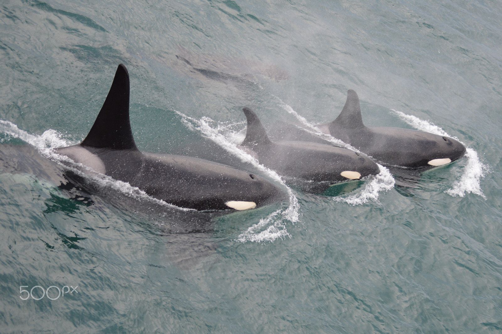 Nikon D3200 sample photo. Killer whales in unison, alaska photography