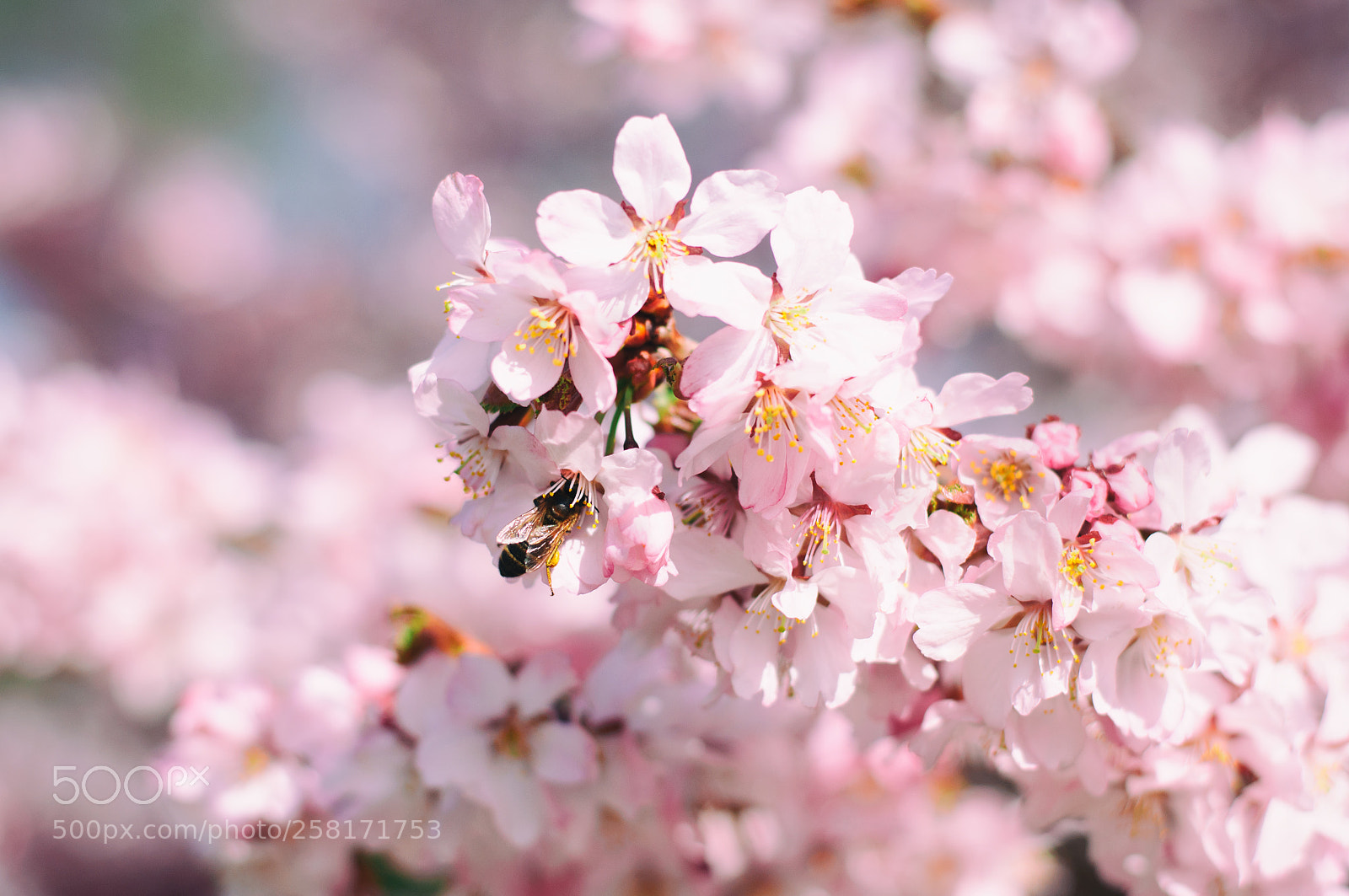 Nikon D90 sample photo. Sakura and the bee photography