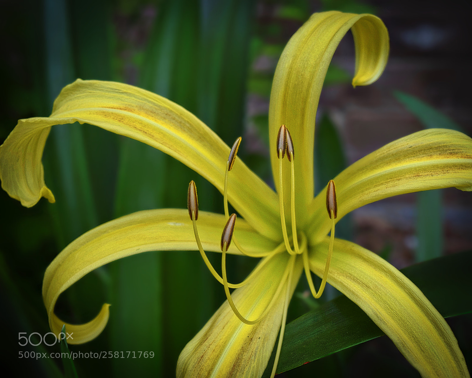 Nikon D3300 sample photo. Yellow spider lily photography