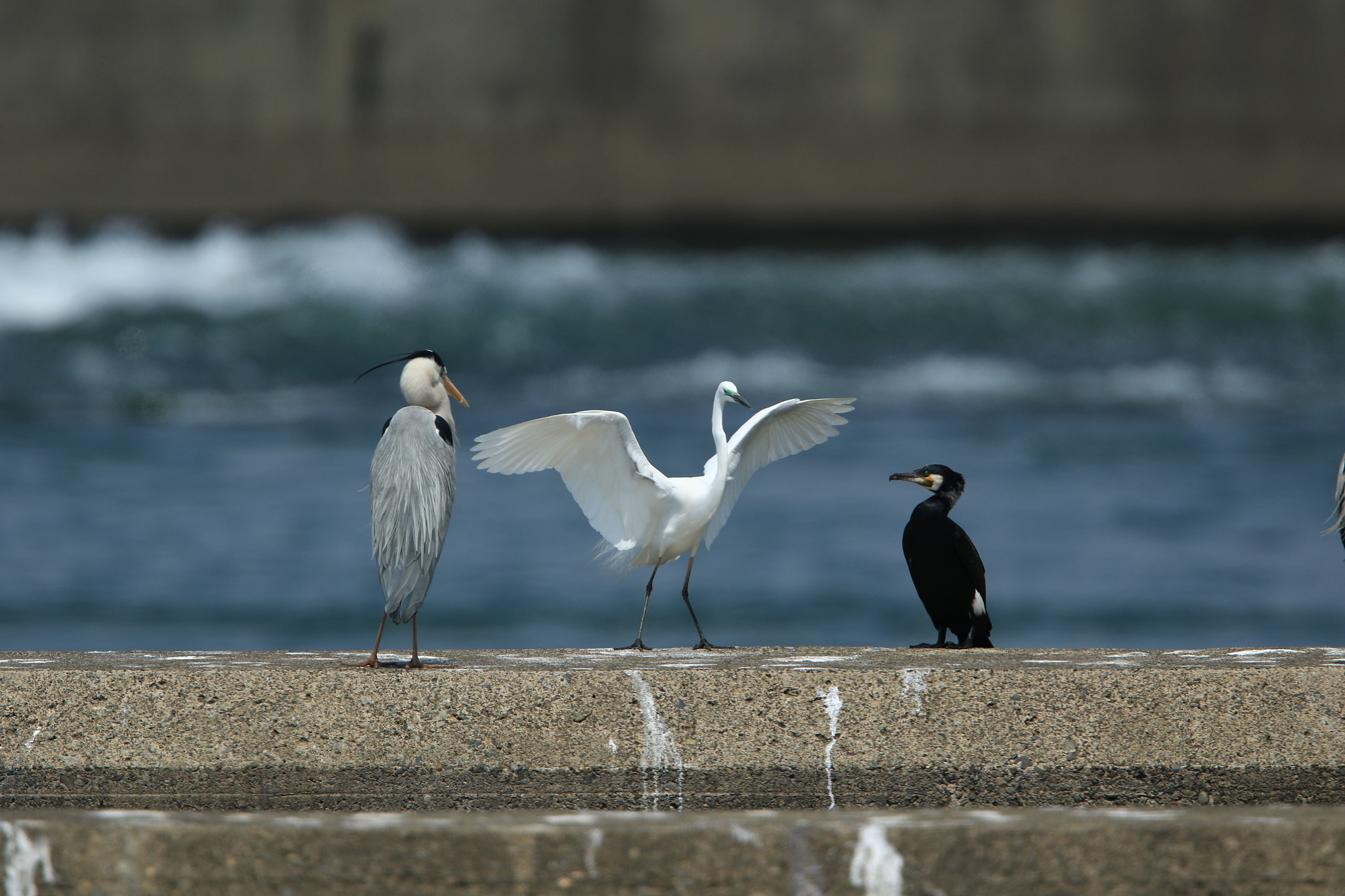 Canon EF 400mm F2.8L IS USM sample photo. I have a good news ♪～ photography