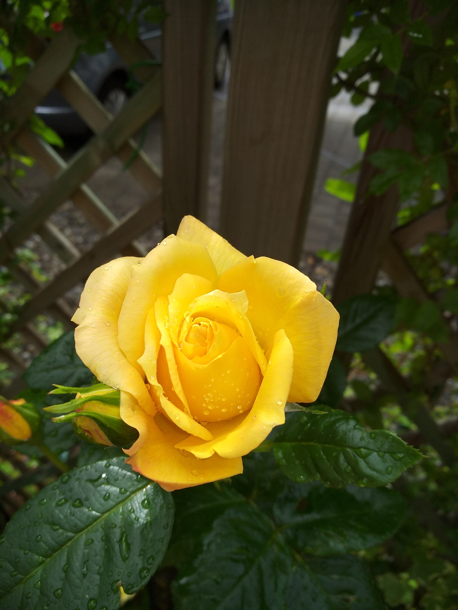 Xiaomi MI MAX 2 sample photo. Yellow rose photography