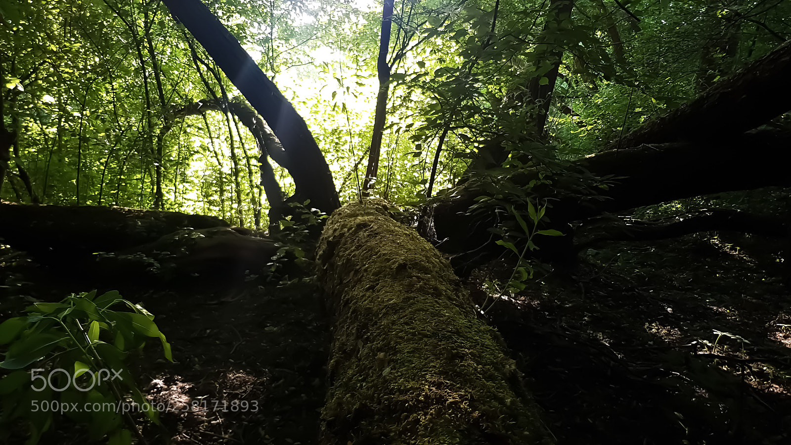 Samsung Galaxy S8 sample photo. Mysteriousity photography