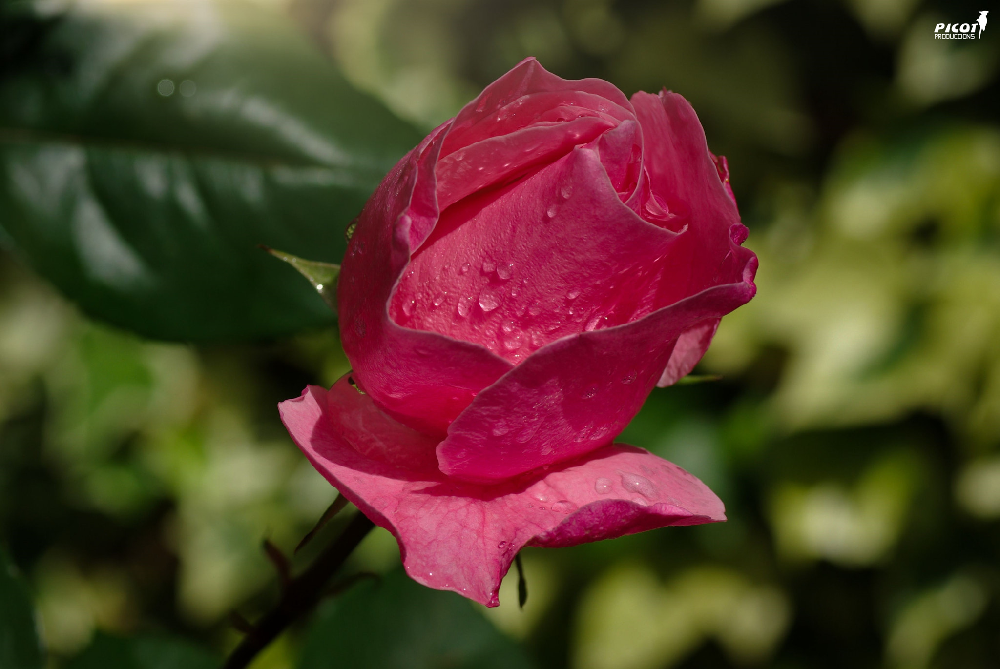 Pentax K10D + Tamron SP AF 90mm F2.8 Di Macro sample photo. After a wet cloudy morning.... photography