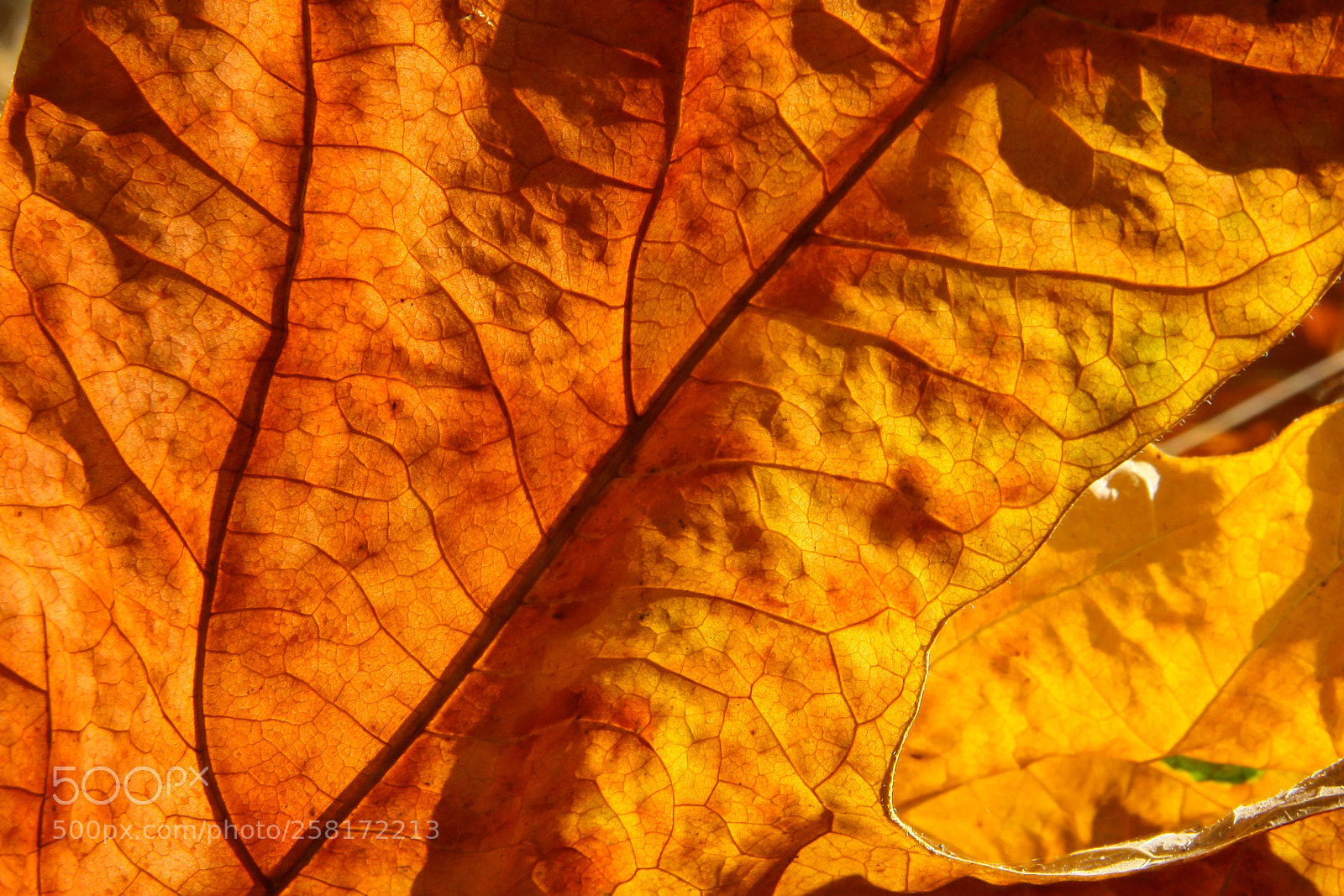 Canon EOS 50D sample photo. Backlit orange leaf photography
