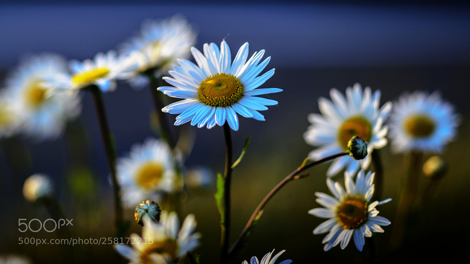 Nikon D800 sample photo. Papatya photography