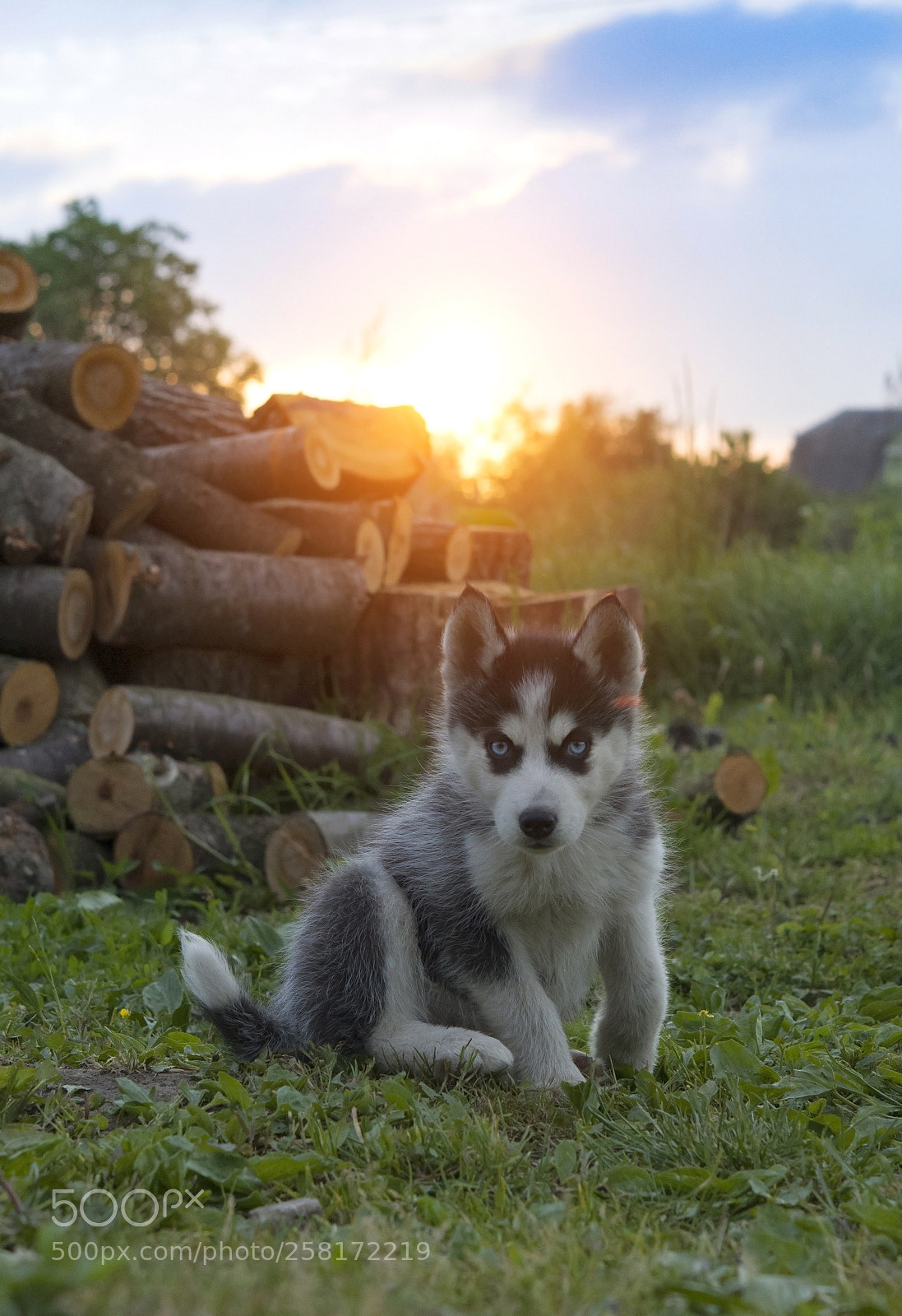 Nikon D500 sample photo. Siberian husky puppy photography